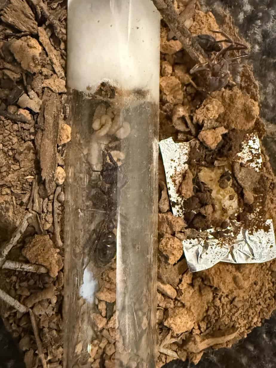 Myrmecia pyriformis queens with larvae