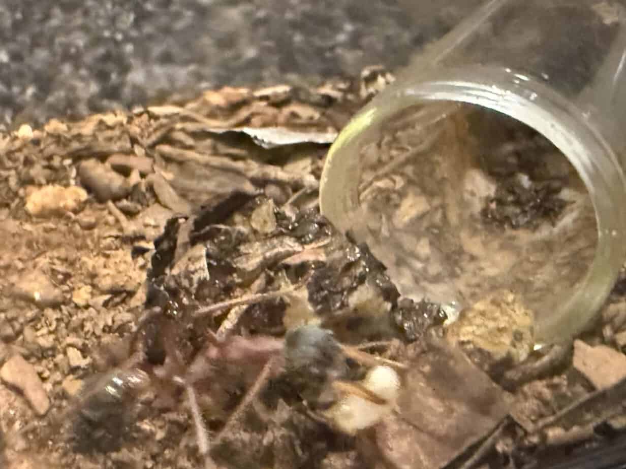 Myrmecia NIGRICEPS WITH LARVAE