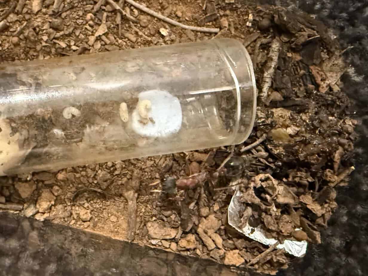 Myrmecia NIGRICEPS WITH LARVAE photo 2