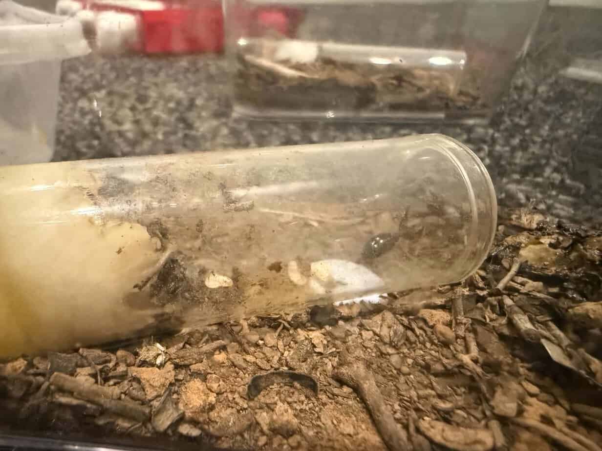 Myrmecia NIGRICEPS WITH LARVAE photo 3