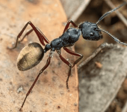 Camponotus suffusus