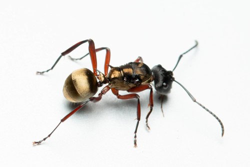 Polyrhachis rufifemur
