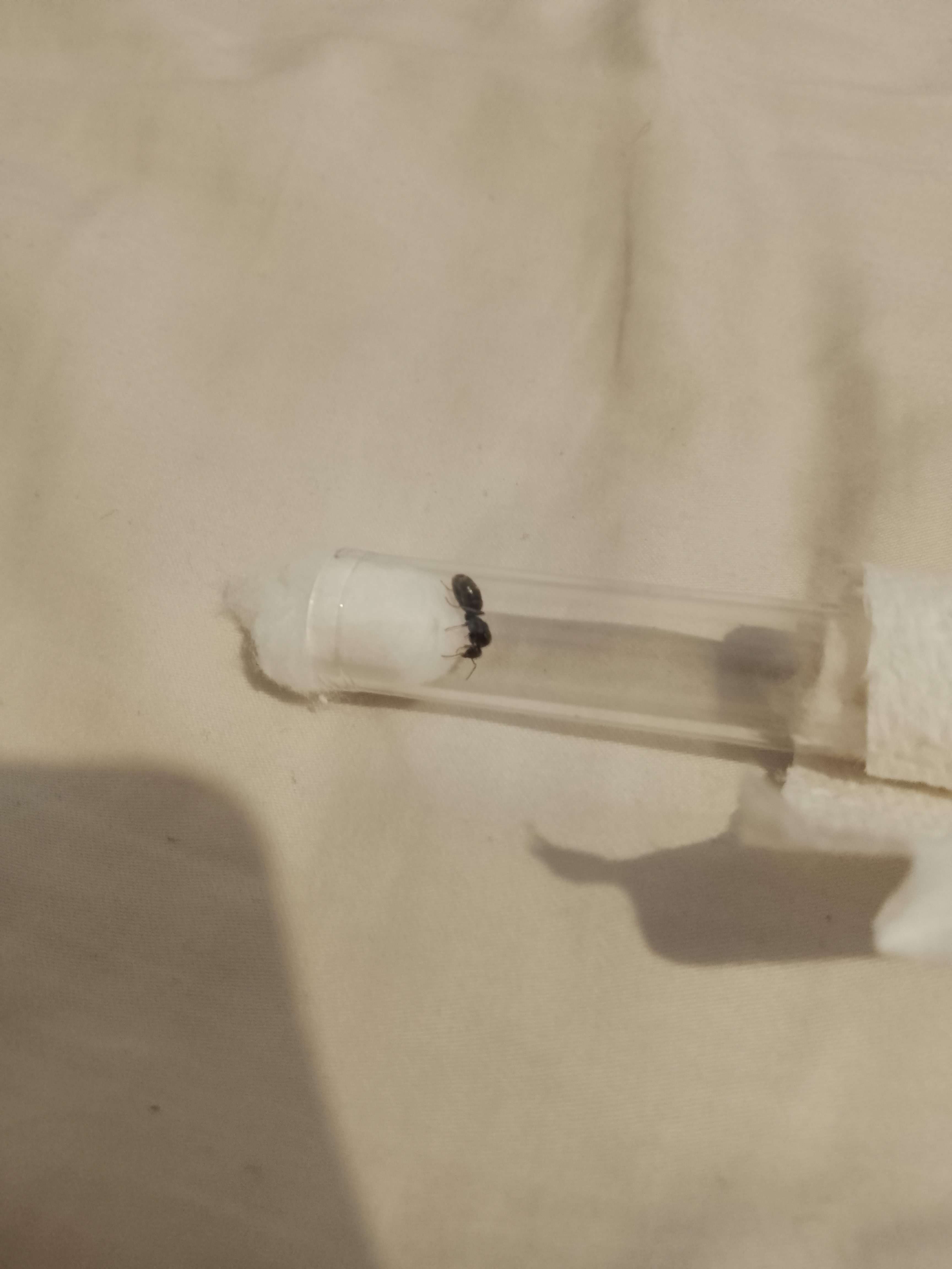 Iridomyrmex bicknelli, black pavement ants queen, freshly caught
