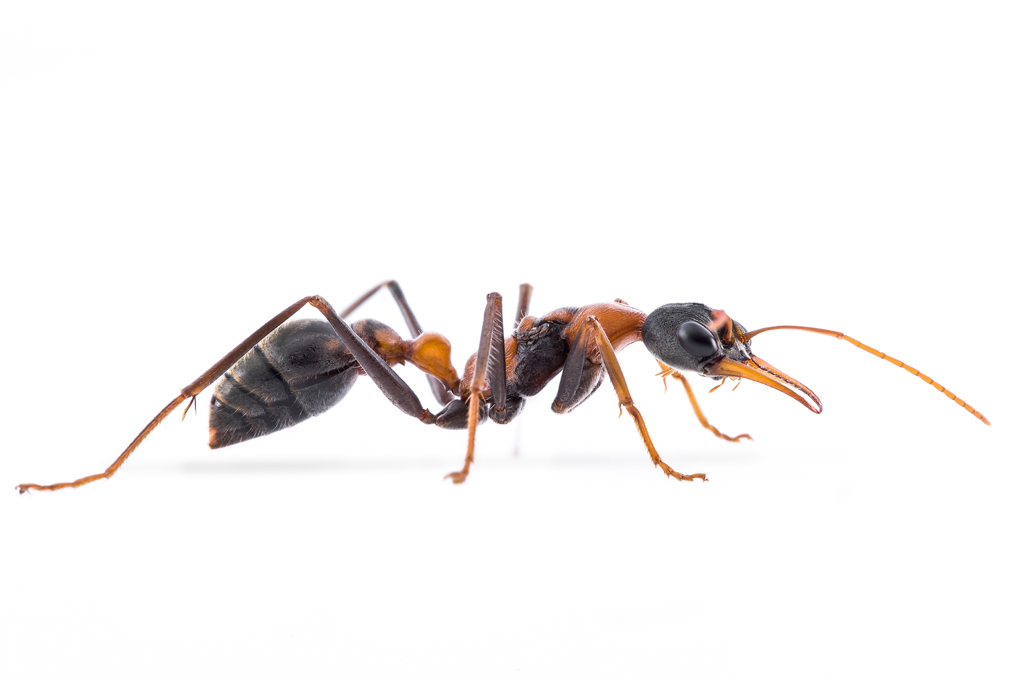 Myrmecia nigrocinta queens