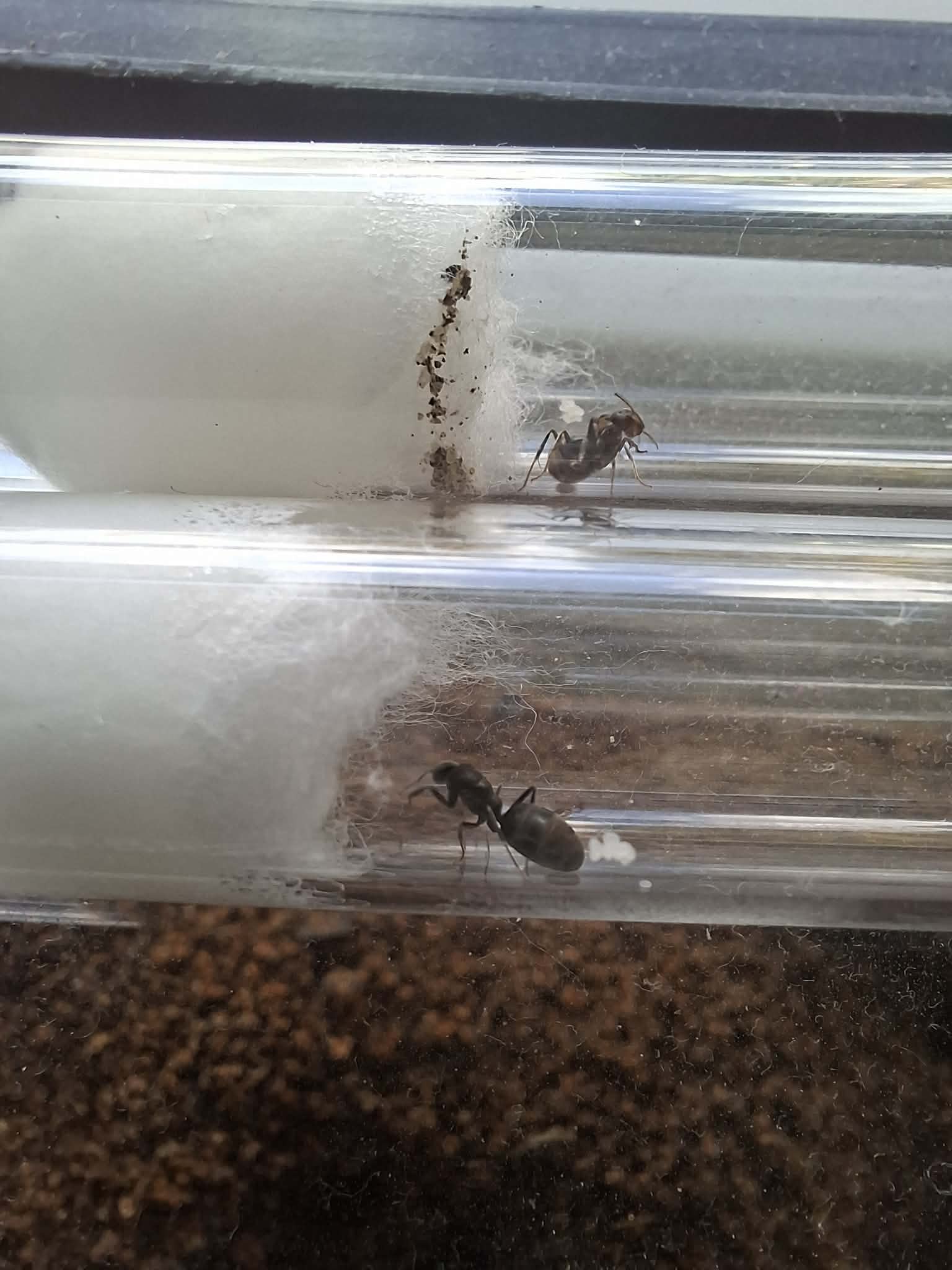 Iridomyrmex sp. with eggs (single & dual queen setups)