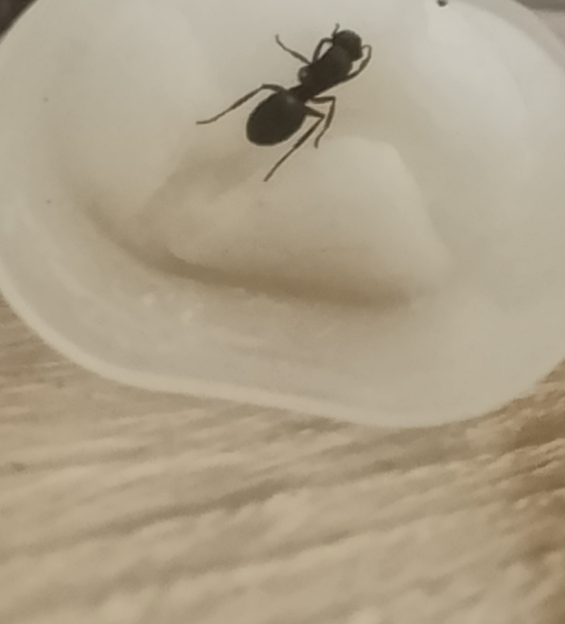 Camponotus sp. - $25 each