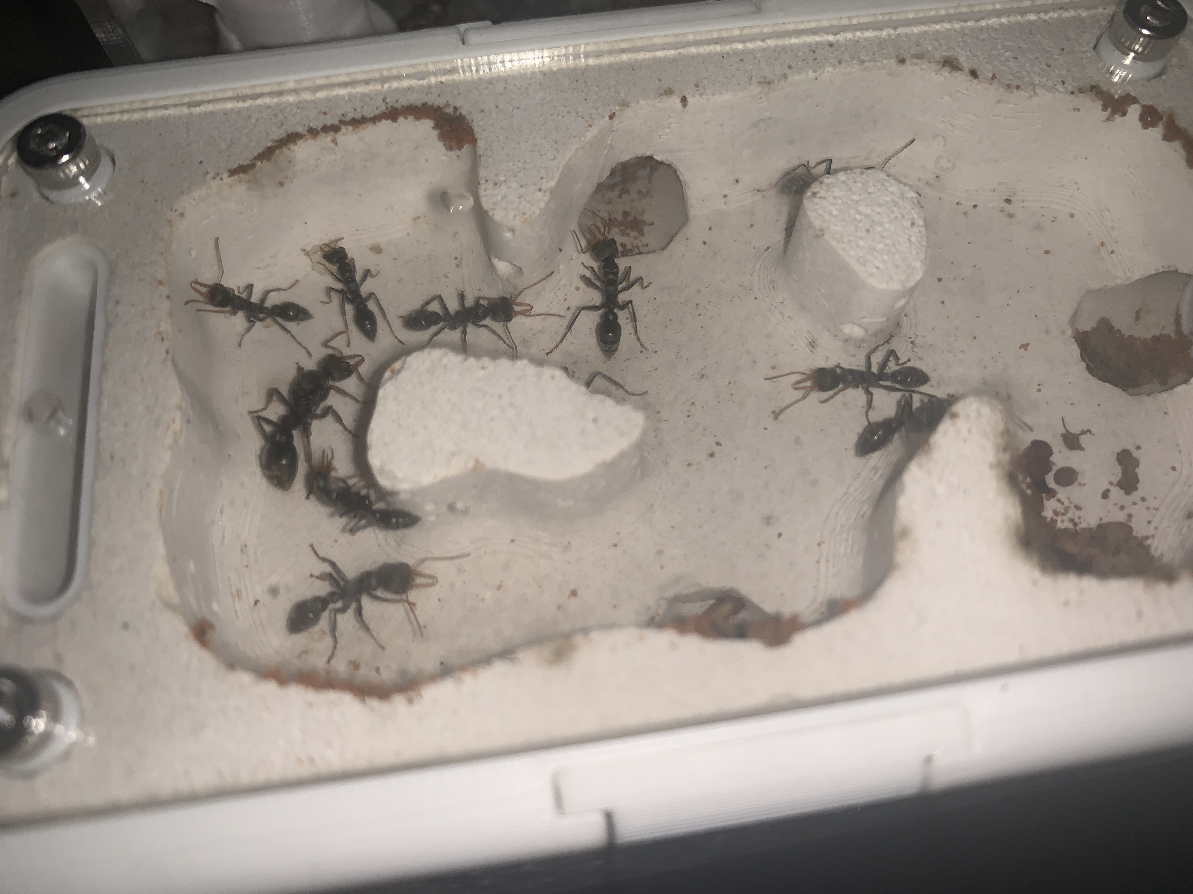 Myrmecia Pilosula Colony 10-17 workers+eggs+ high quality stone nest+outworld photo 1 of 1