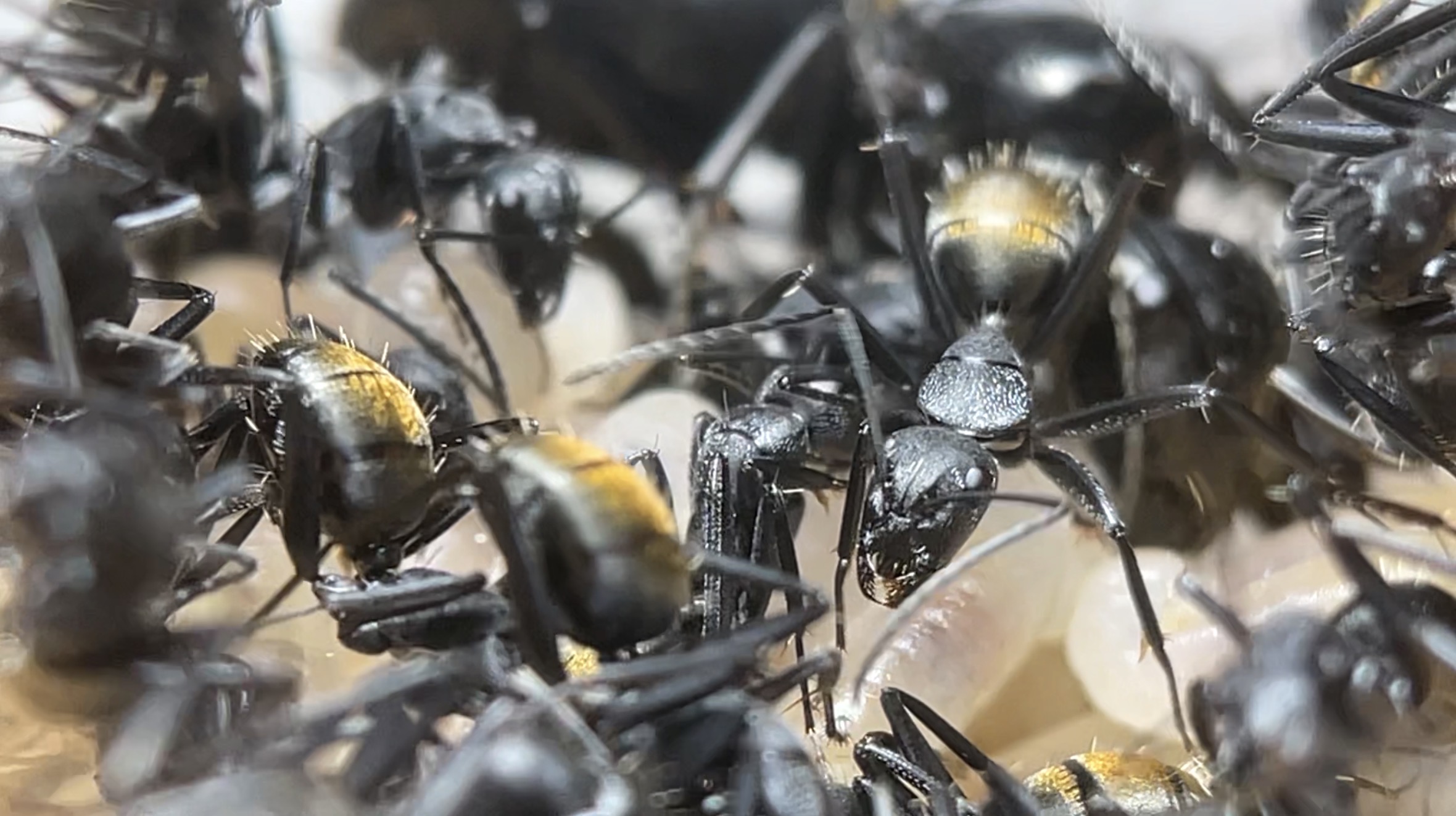 Camponotus aeneopilosus photo 1 of 3