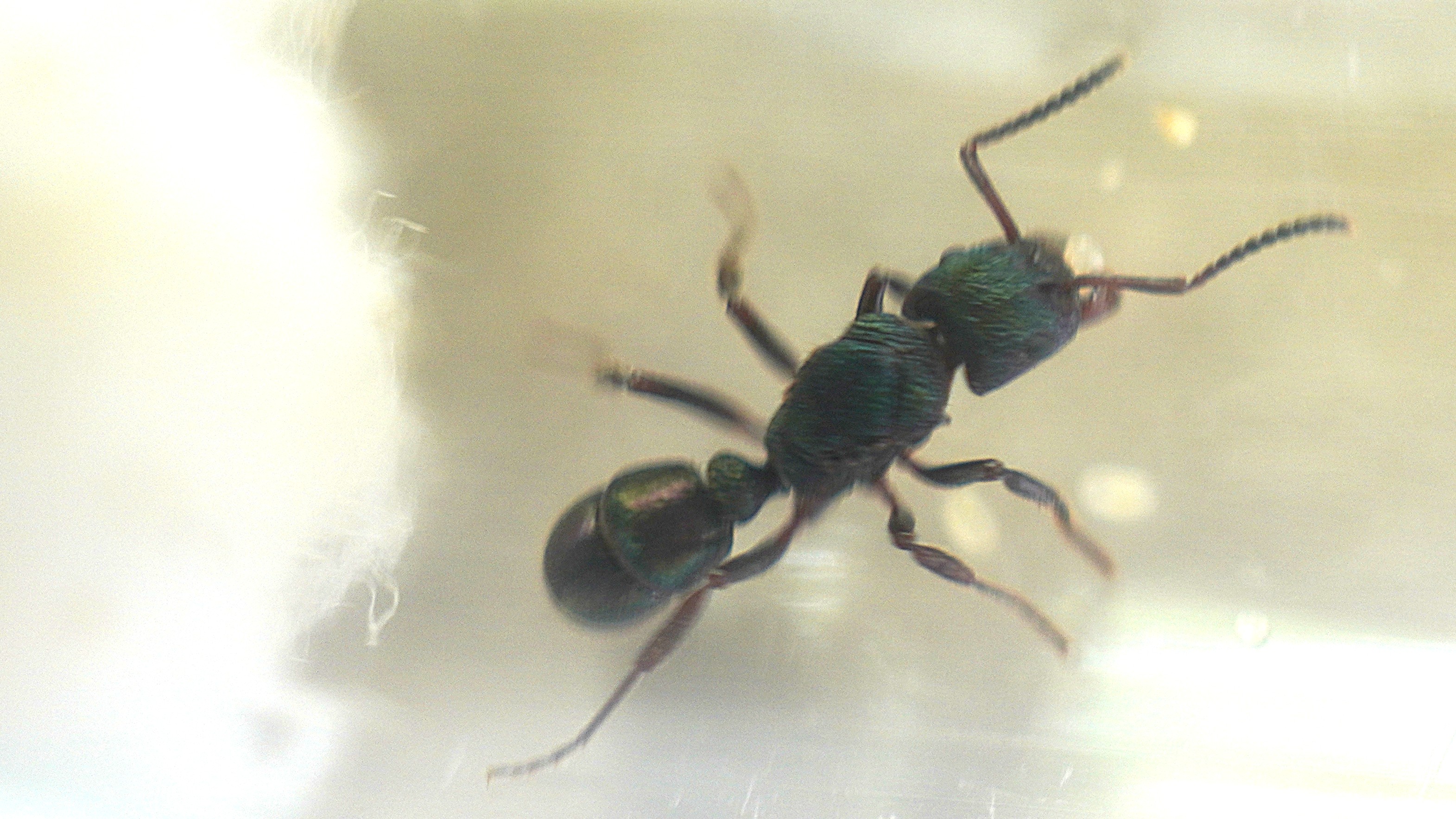Queen Green-Headed Ant with eggs Rhytidoponera metallica photo 1 of 4