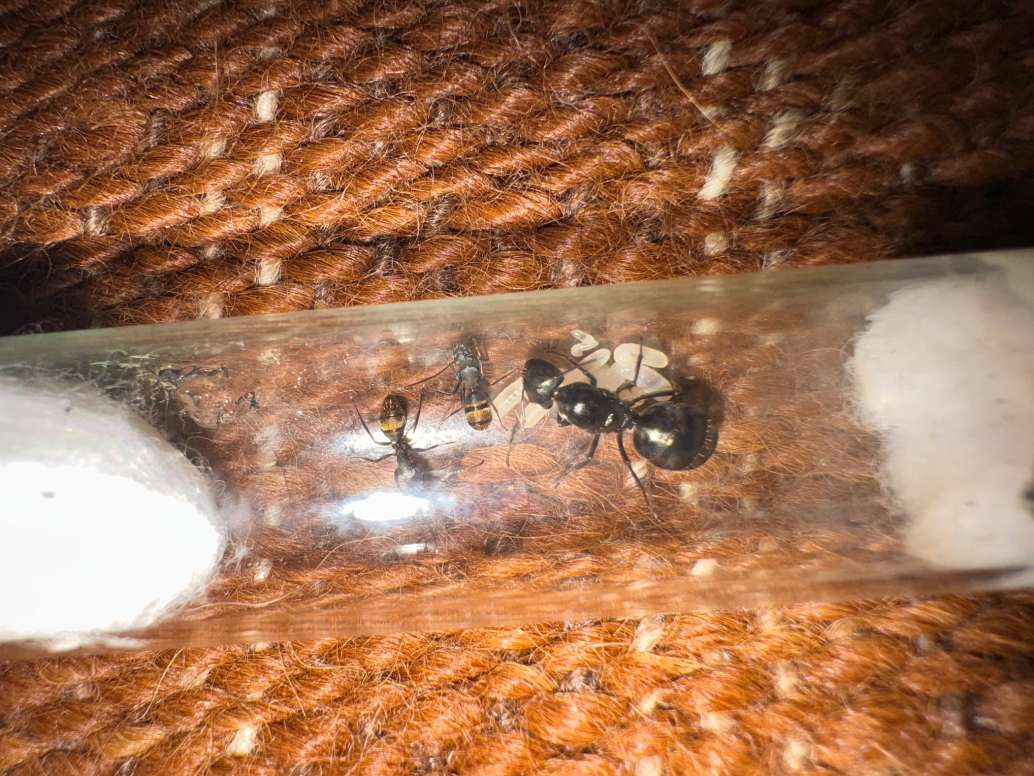 Selling whole ant collection photo 1 of 4