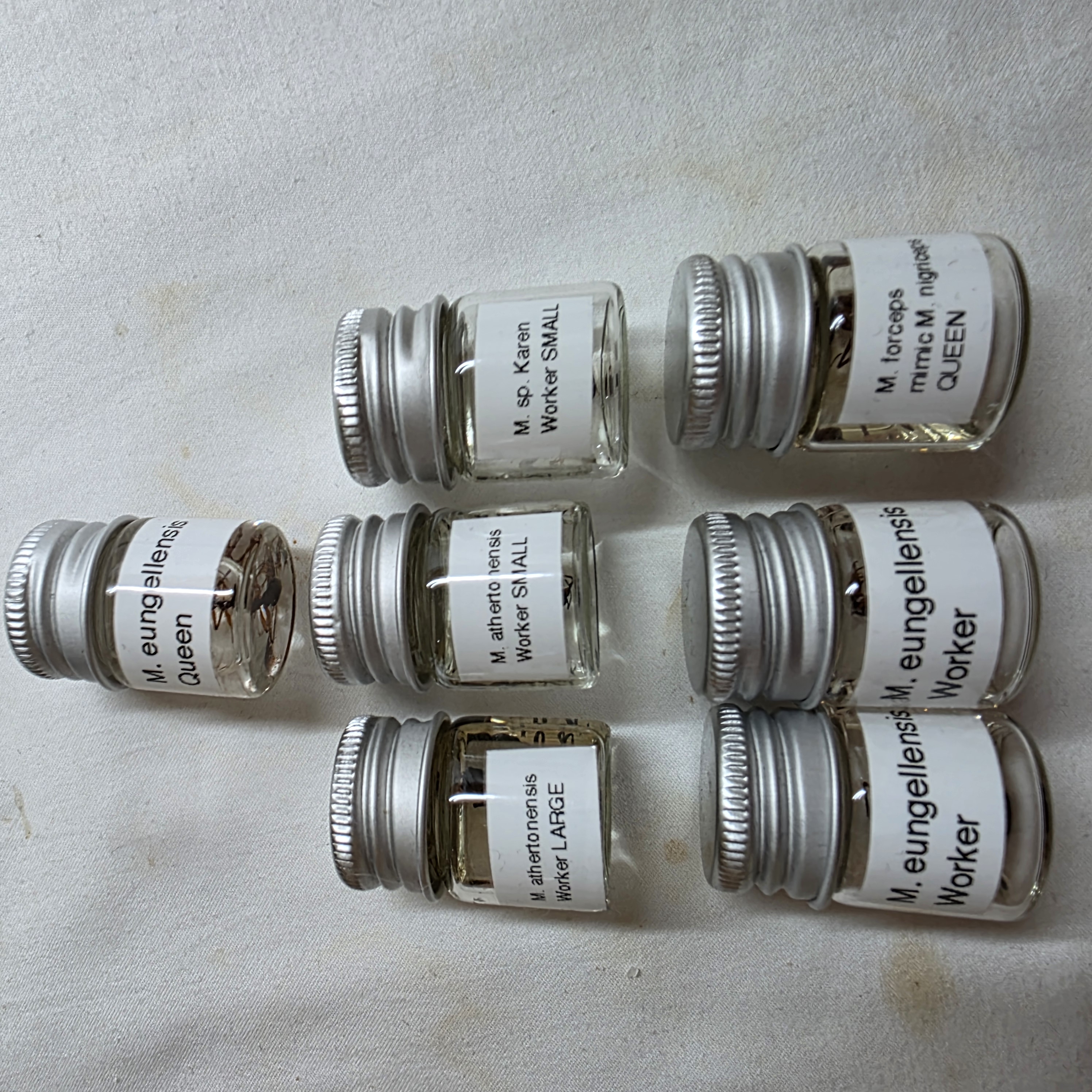 Rare Myrmecia specimens: Myrmecia eungellensis Queen + 2 Myrmecia eungellensis workers + other sp.