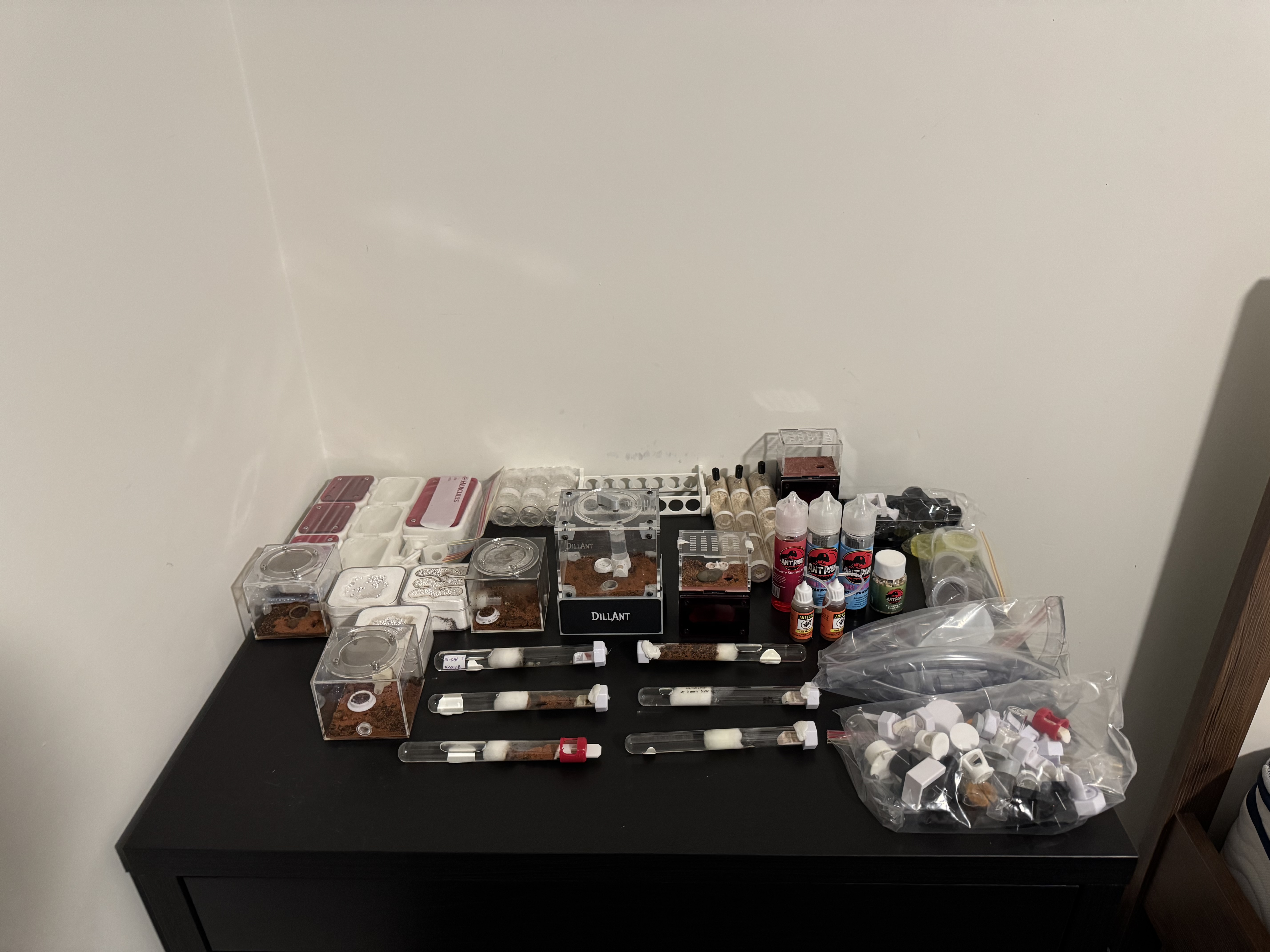 Complete ant collection – 9 colonies, nests and equipment