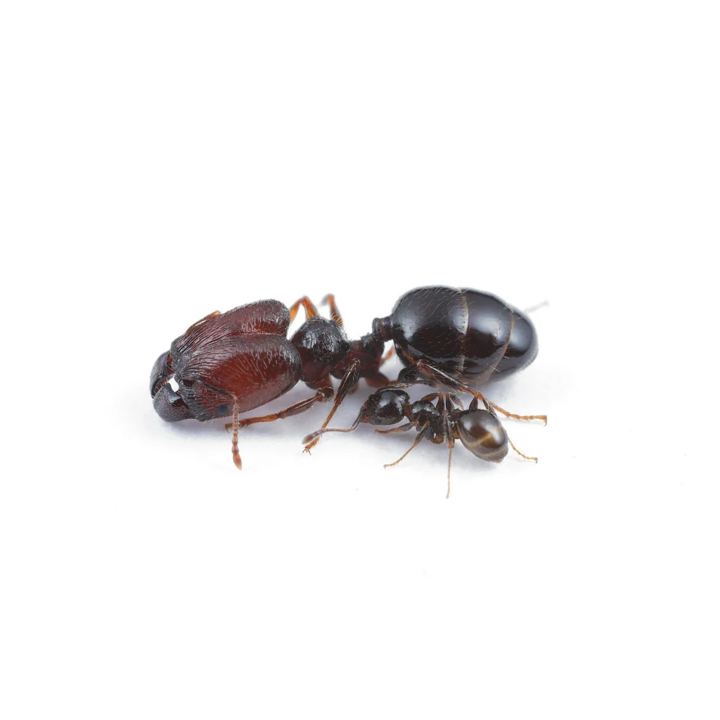 WANTED! Queen or colony of pheidole in TAS photo 1 of 1