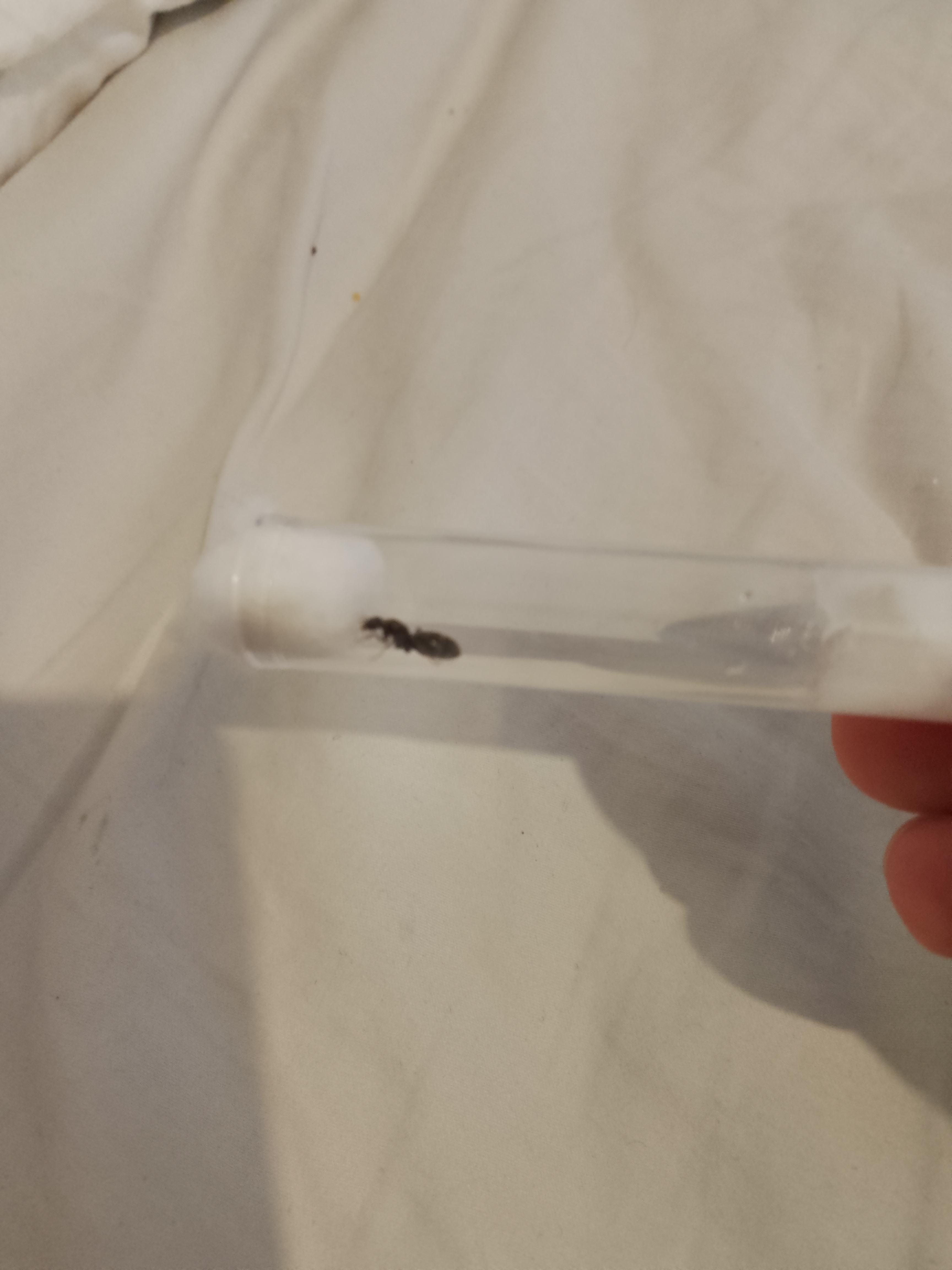 Black pavement ant queen With eggs $20 photo 1 of 1