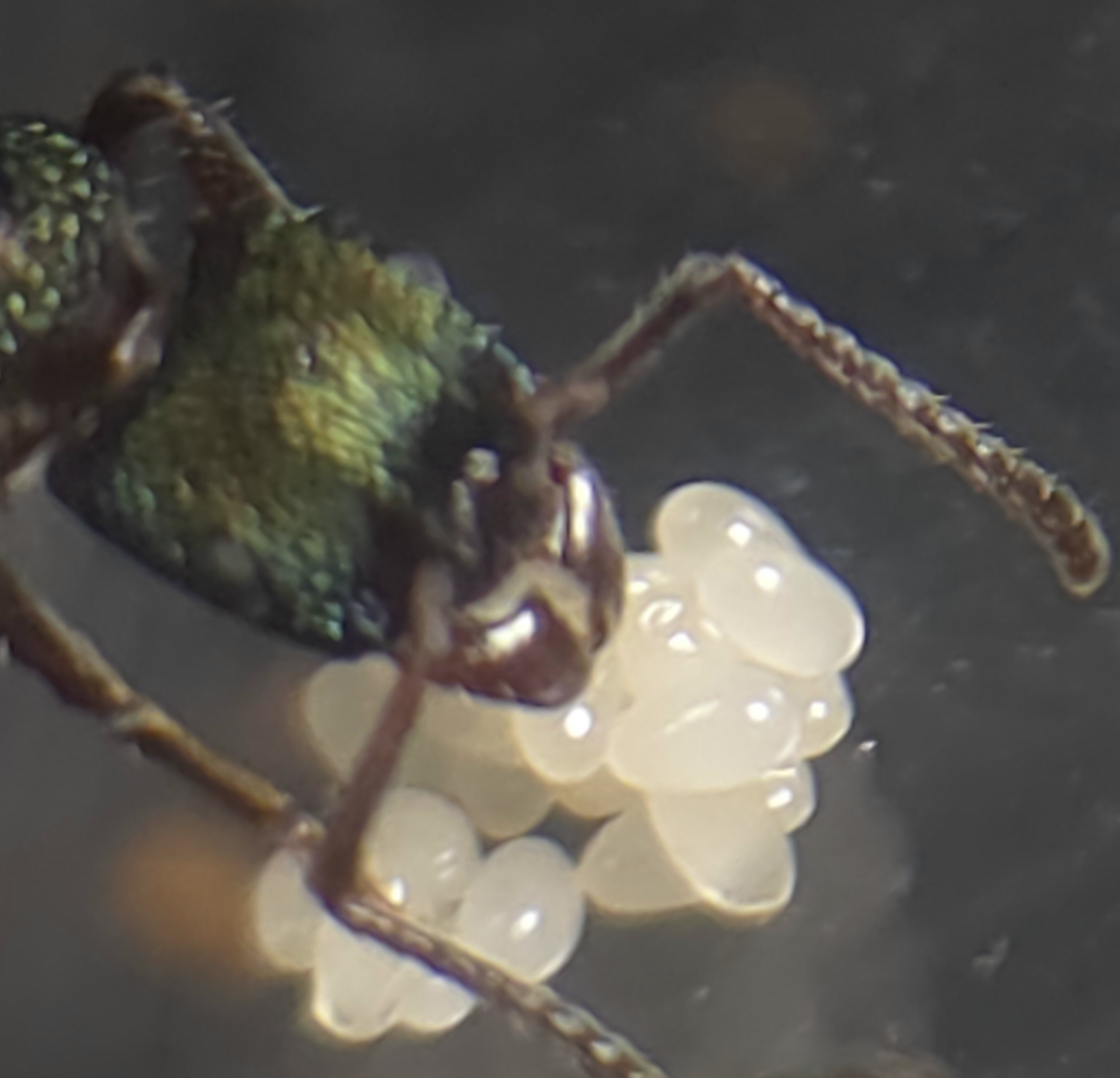 Single R. metallica queen w/ eggs. Have 2 queens. photo 1 of 1