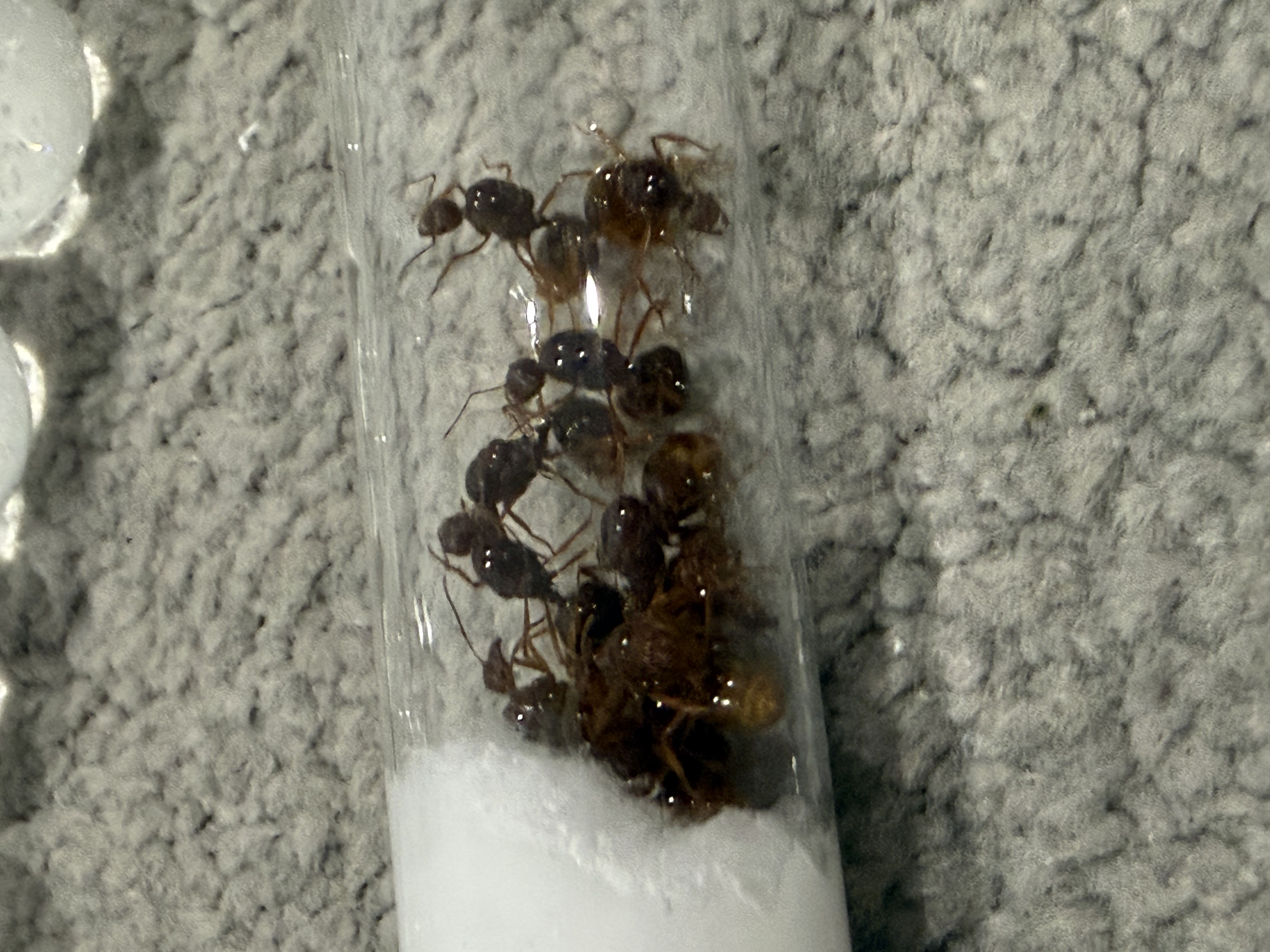 Bulk selling aphaneogastor longicep queens $8 ea