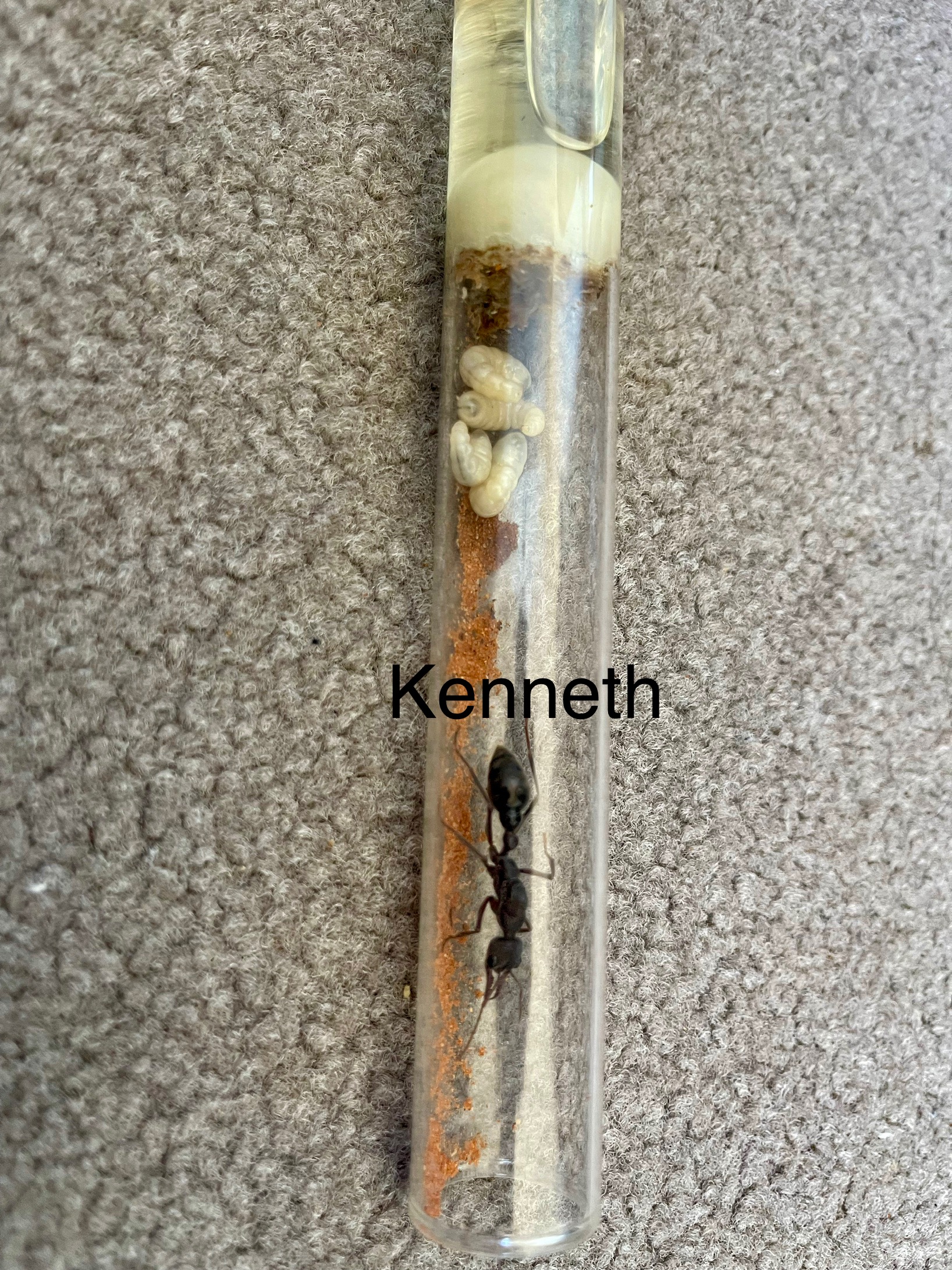 myrmecia pyriformis with cocoons