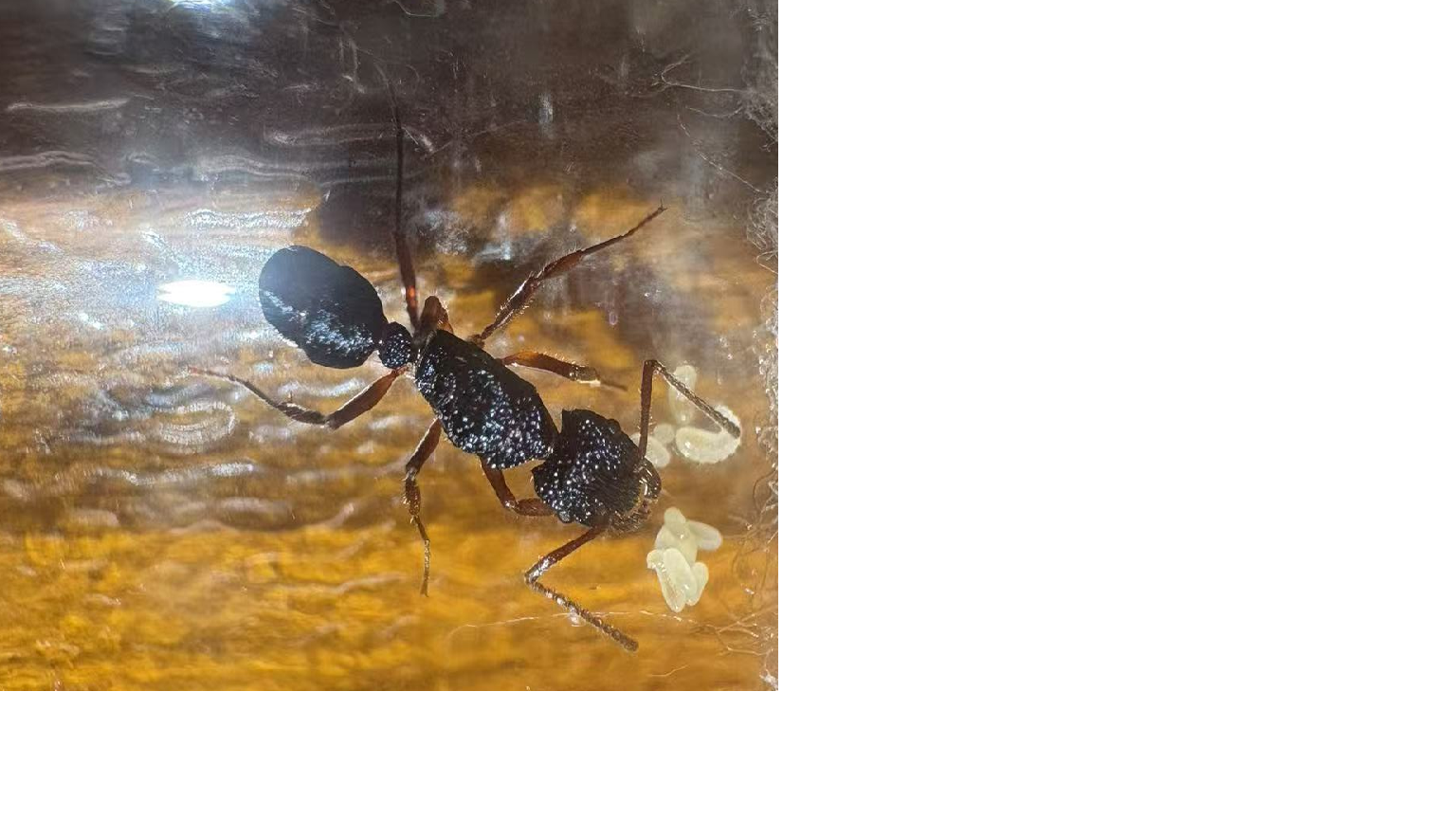rhytidoponera chalybea photo 1 of 1