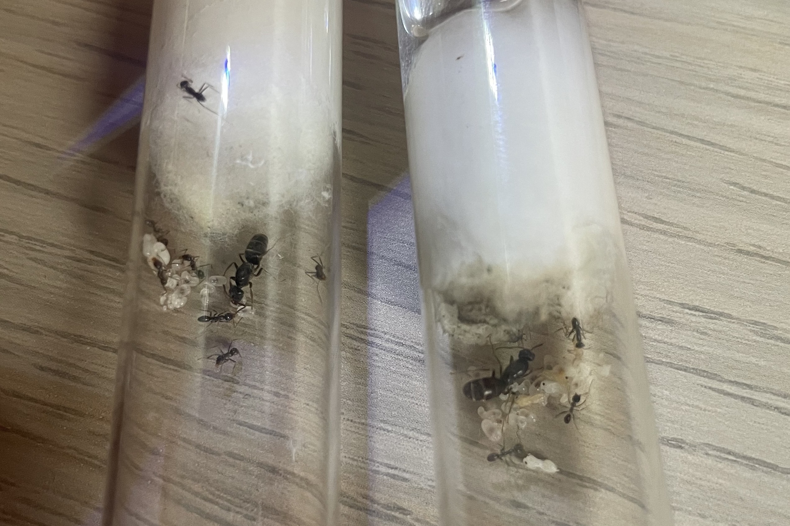 NEED GONE!!! 2 small Iridomyrmex colonies photo 1 of 1