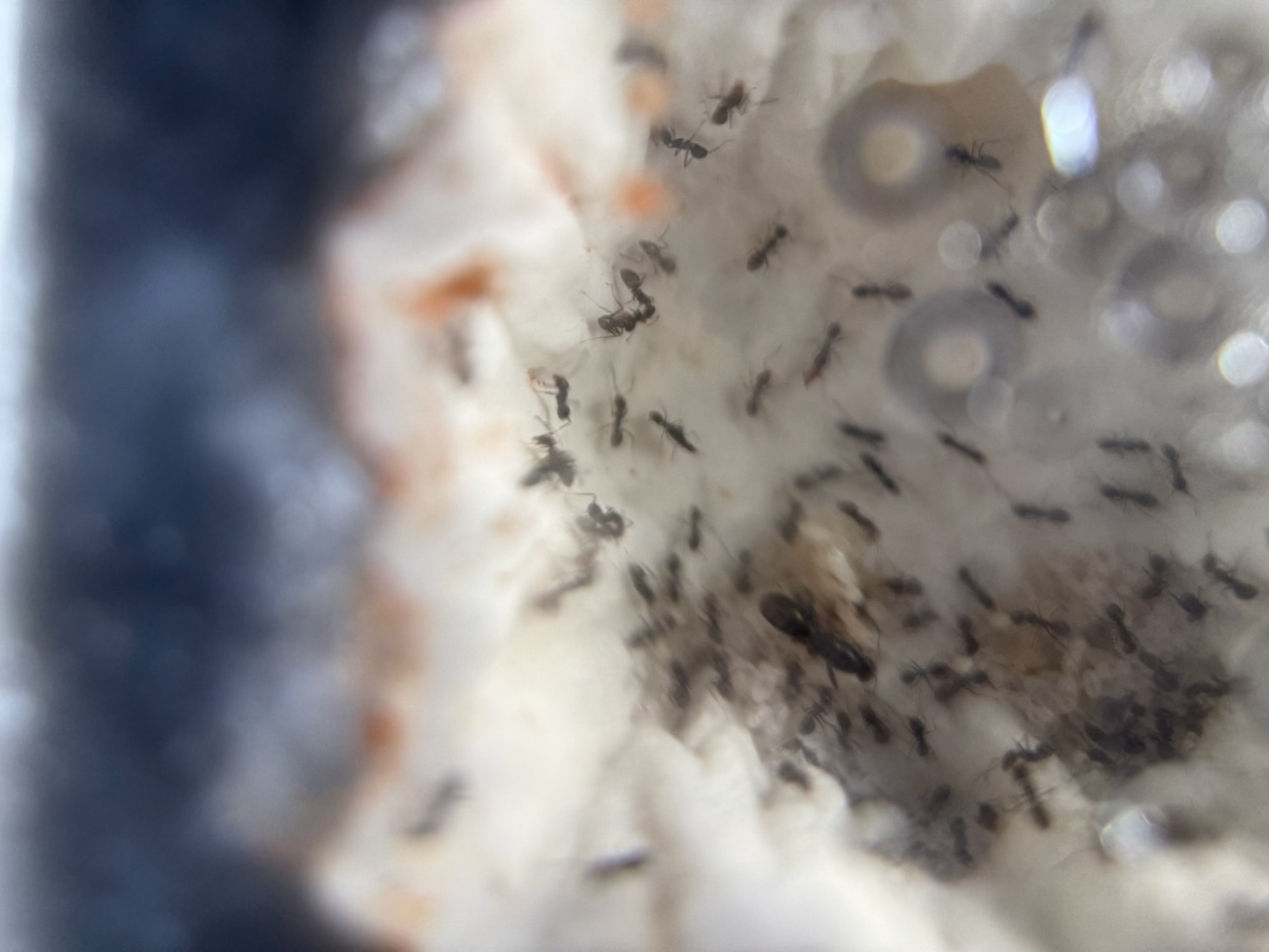 Black pavement ant colony (Tiki nest)