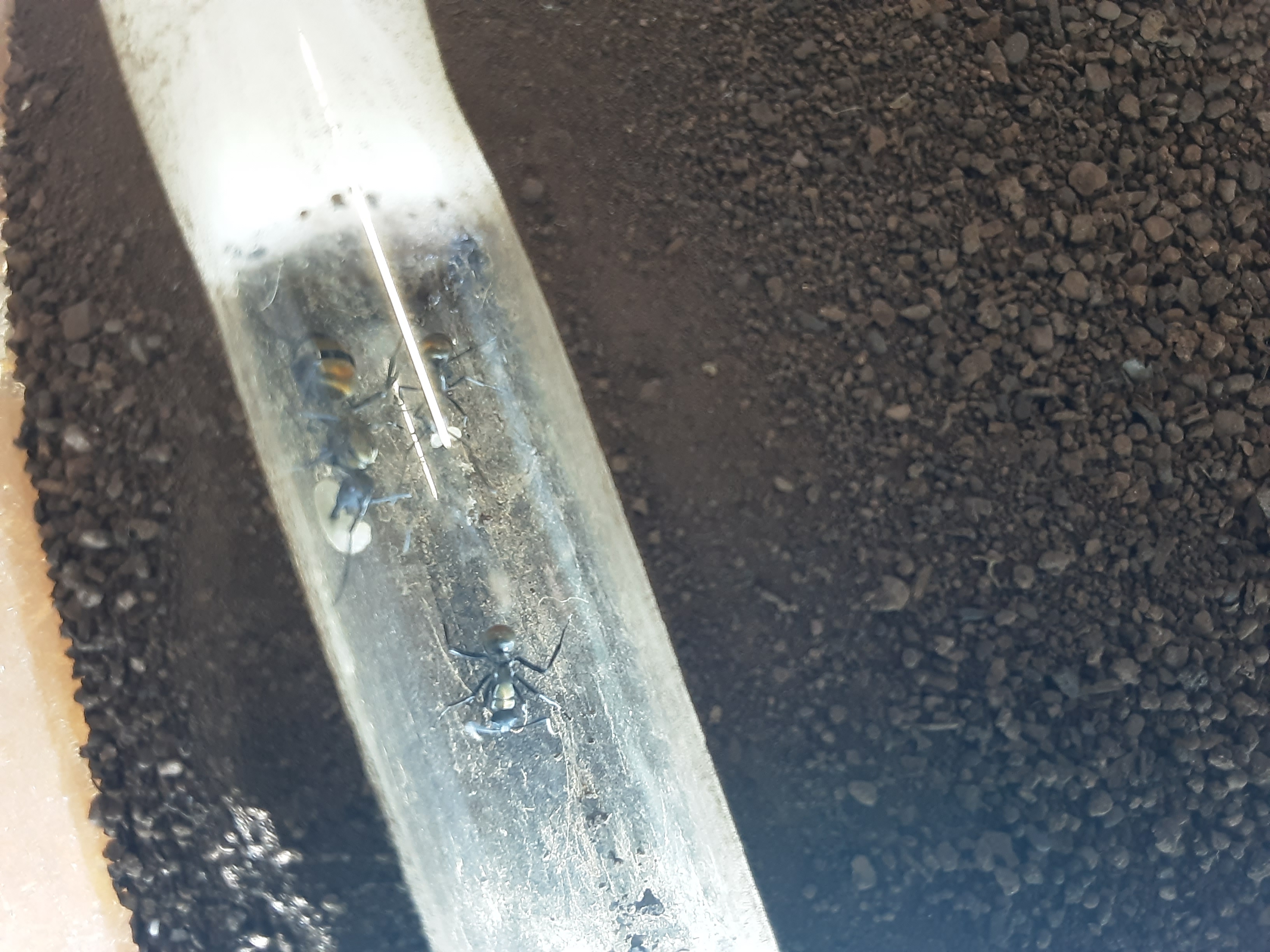 Iridomyrmex Purpureus and Polyrhachis Colonies for sale photo 1 of 1