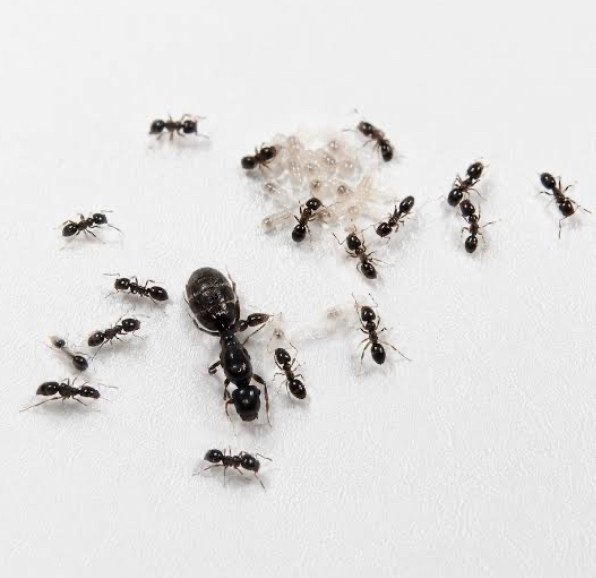 Iridomyrmex bicknelli (Black trail ant) queens. Great for beginners photo 1 of 2