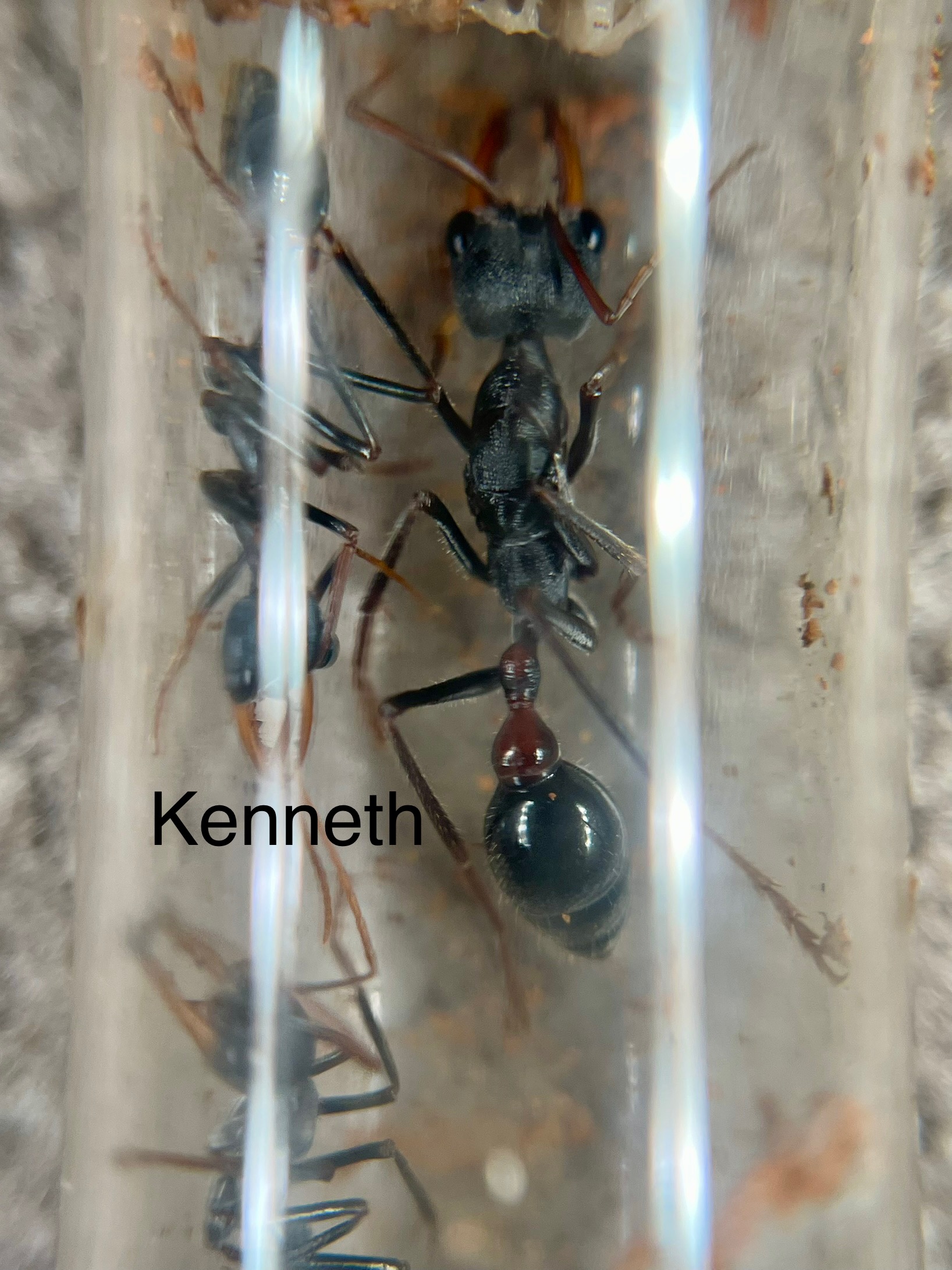 Myrmecia Forcepd photo 1 of 1