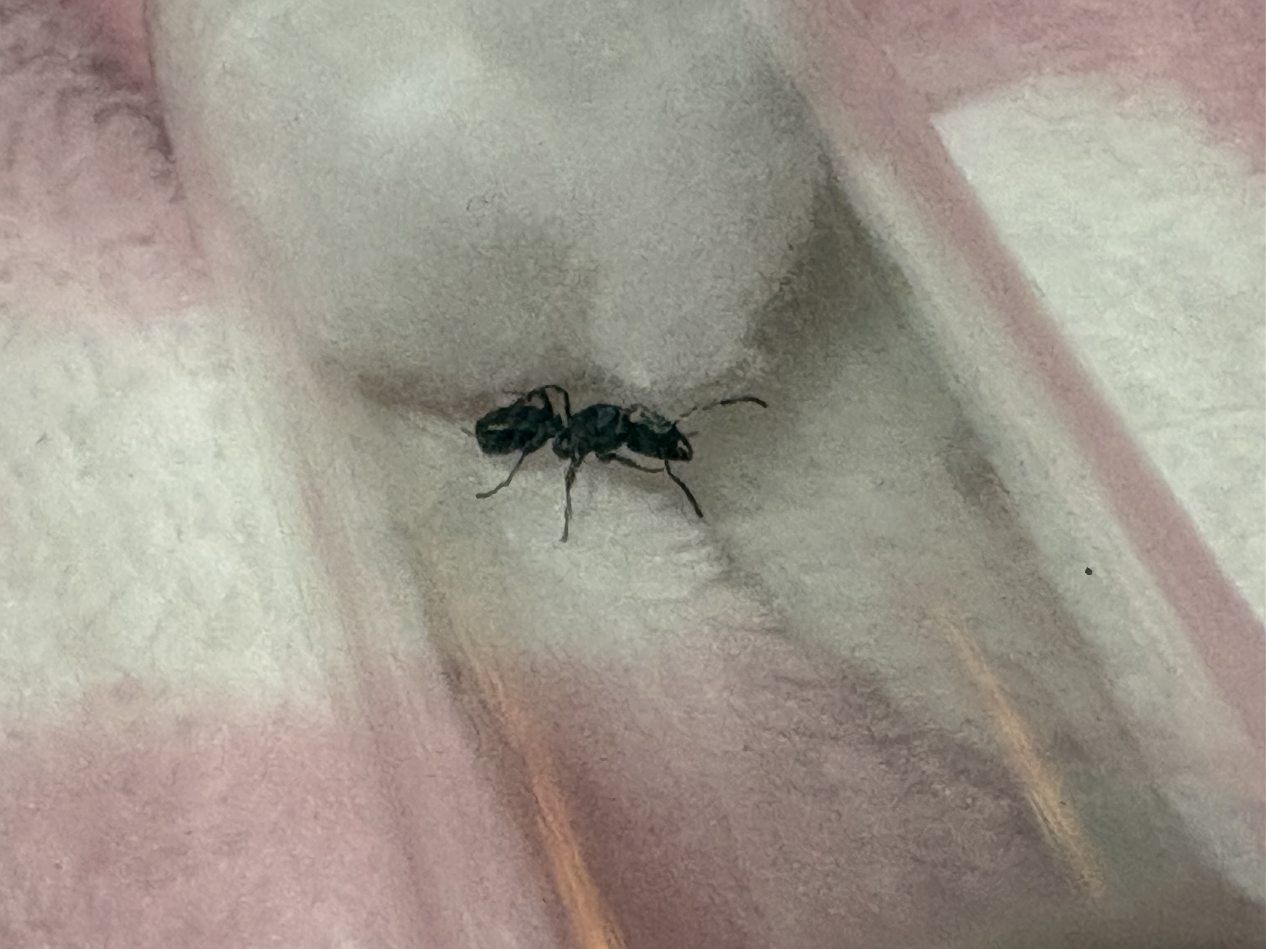 rhytidoponera metallica Green ant queens.