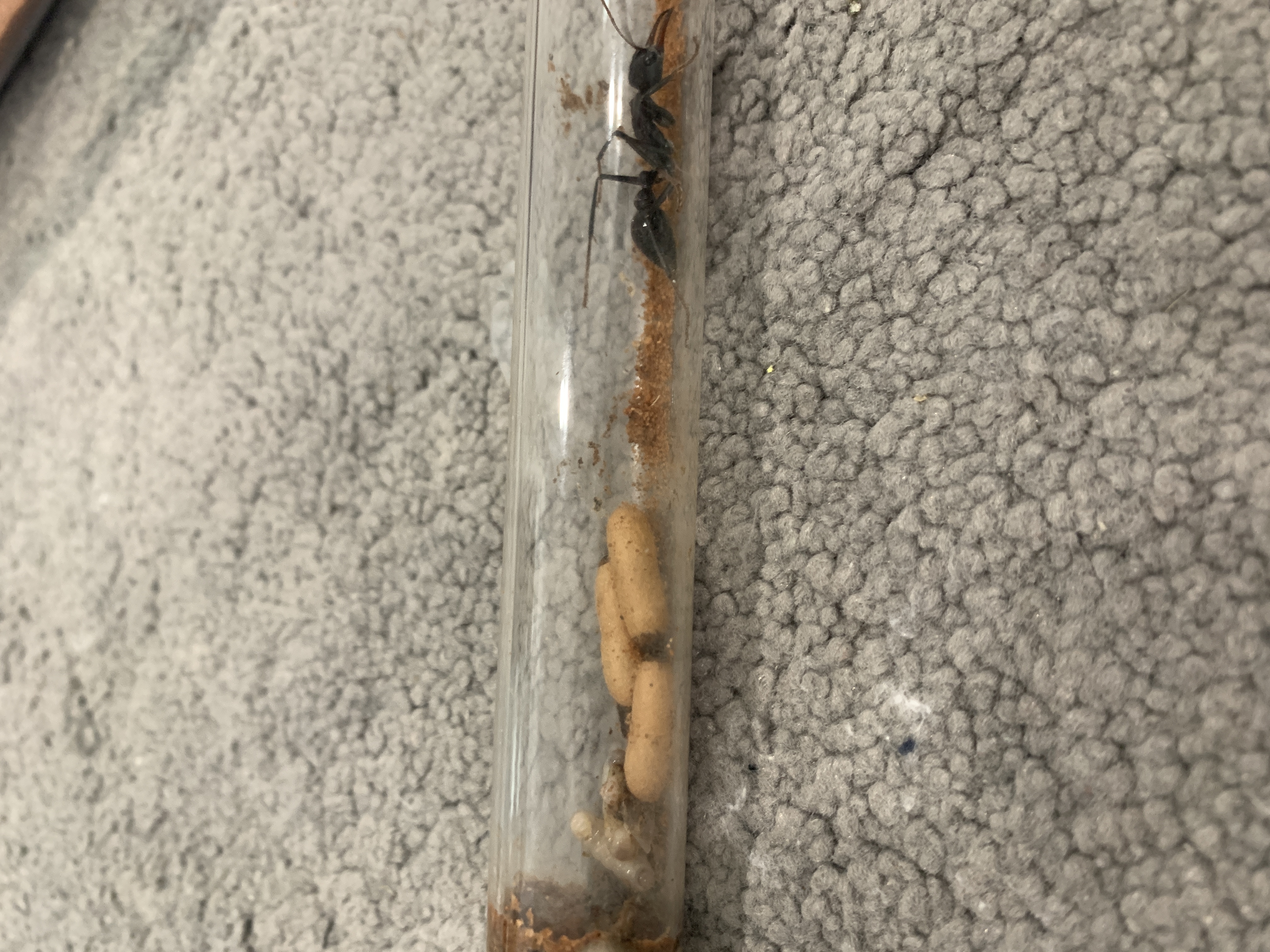 Myrmecia similia Black Morph with cocoons (2 left) photo 1 of 1