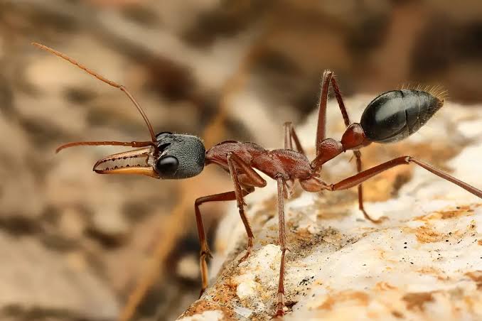 Myrmecia Nigriceps plus 2 larvae for sale photo 1 of 1