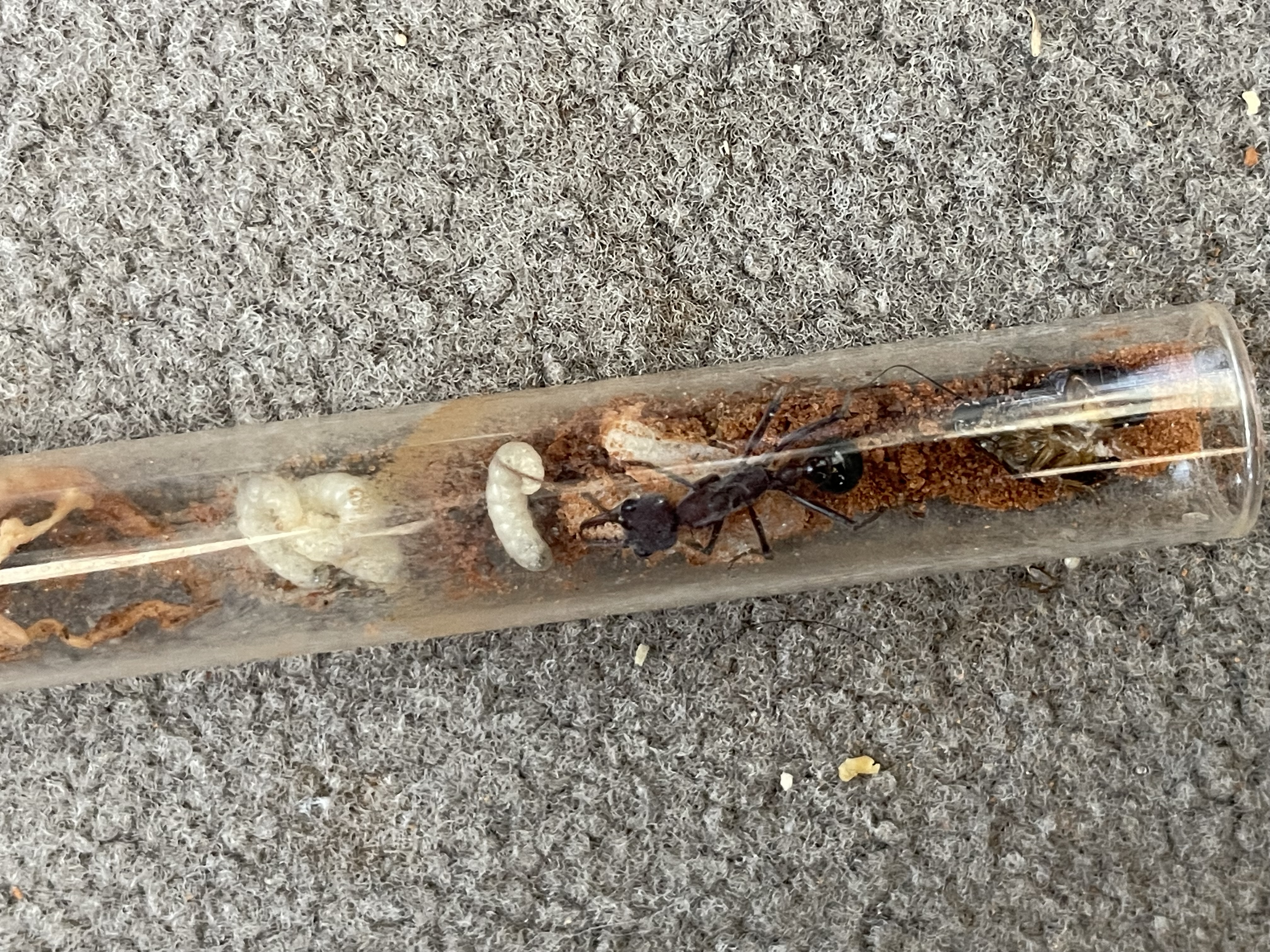 Myrmecia from single queen to colonies along with other ants photo 1 of 1
