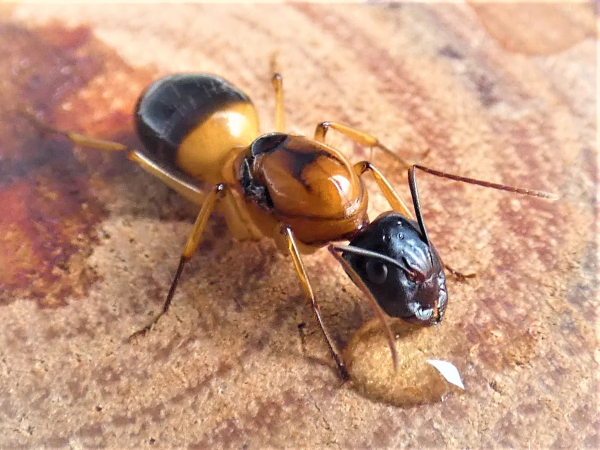 banded suger ant WANTED (NSW) photo 1 of 1