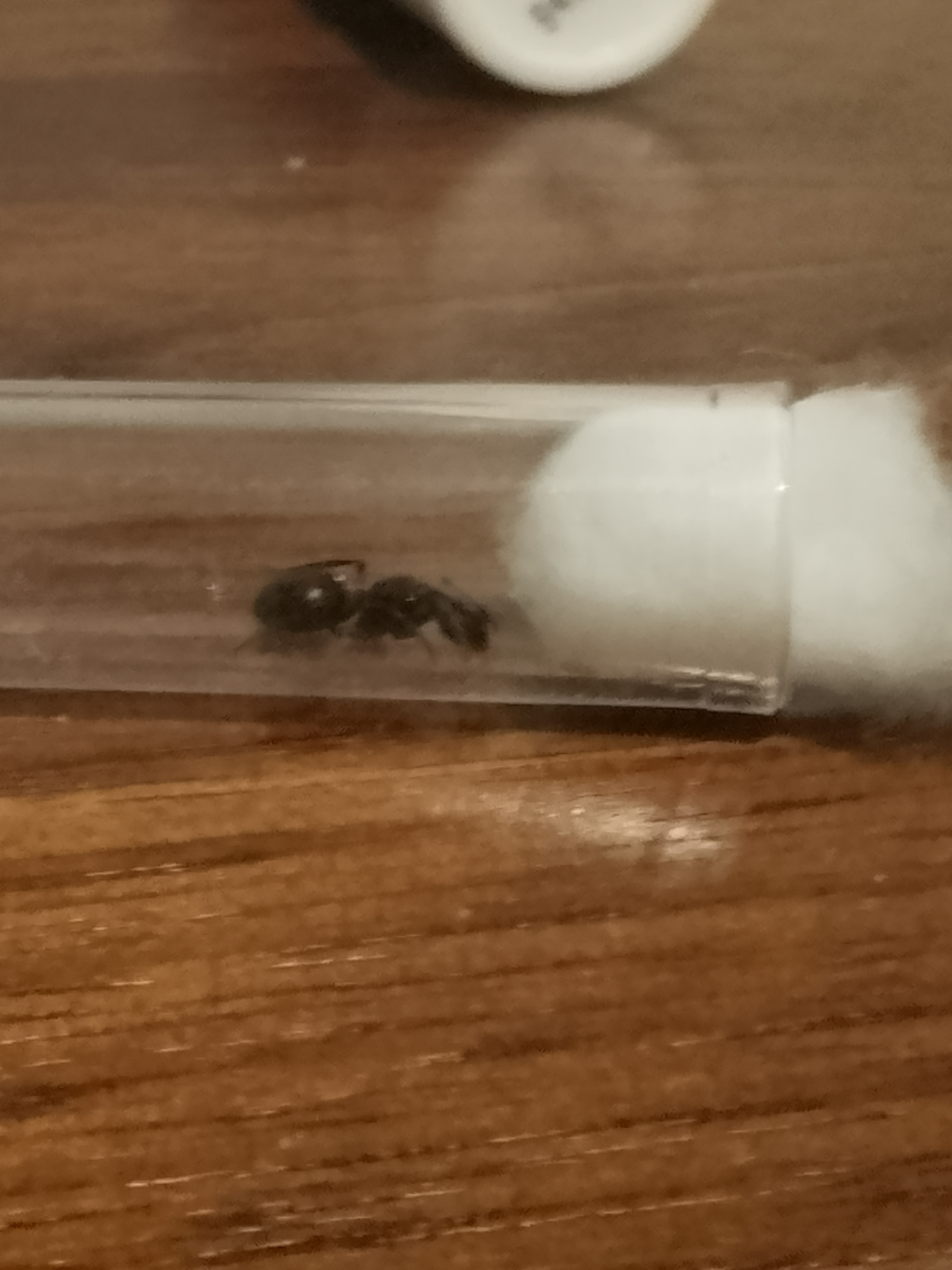Queen Carpenter Ant for $15 photo 1 of 1