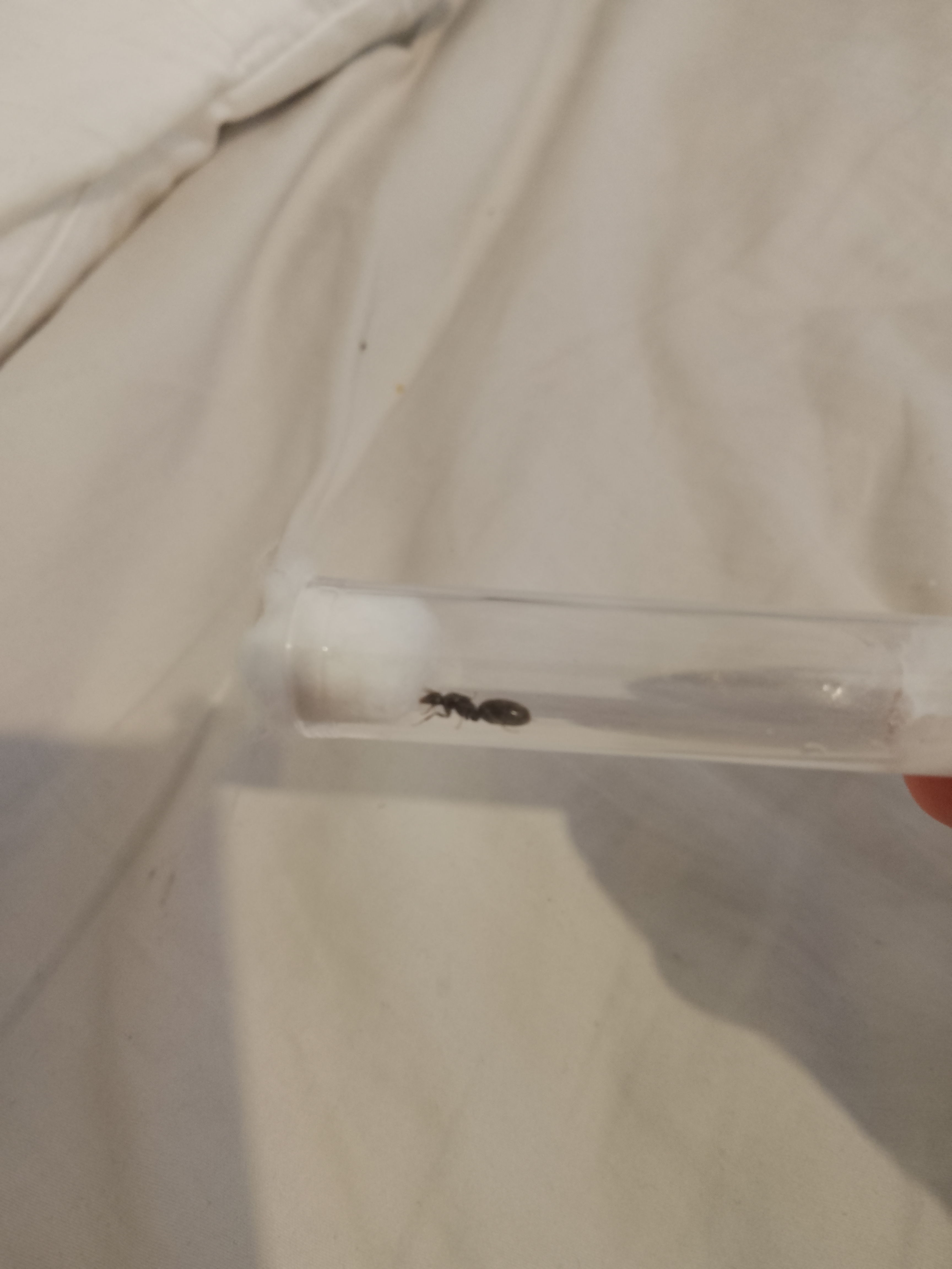 Black pavemt ant queen with eggs $15 photo 1 of 1