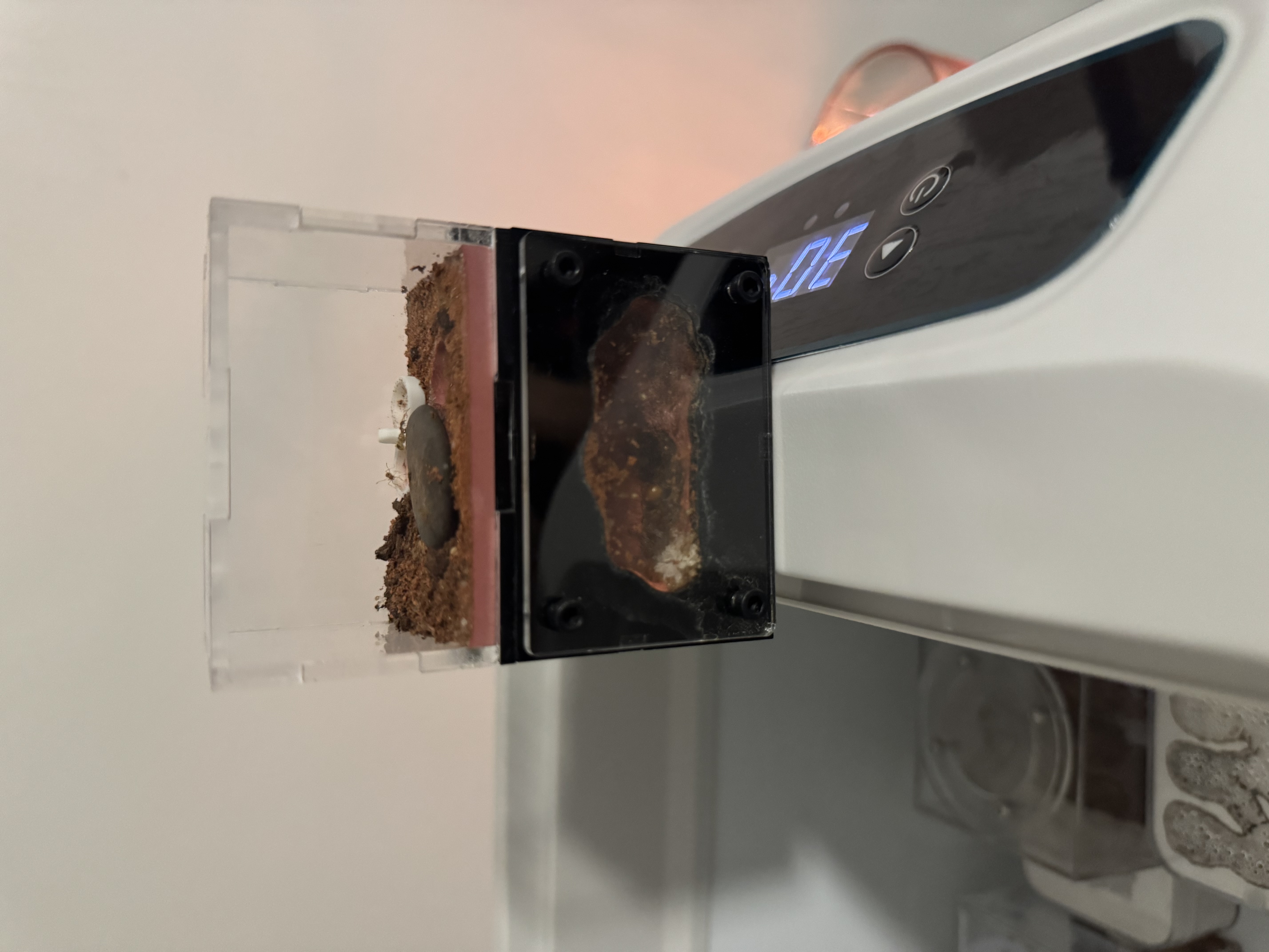Dual-queen Aphaenogaster pythia colony with AntsHQ Nano photo 1 of 5