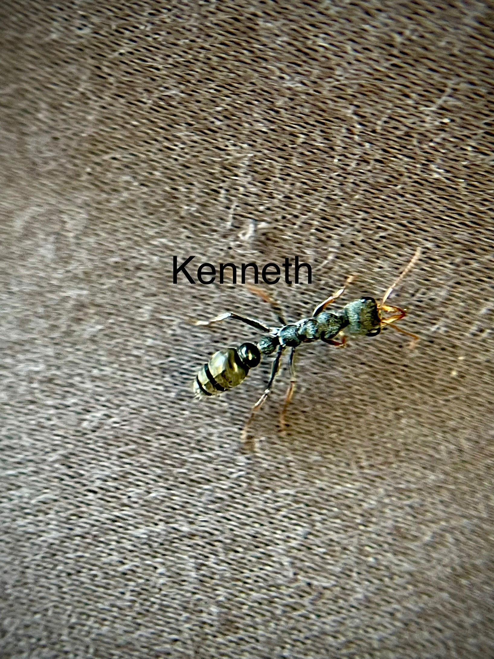 Myrmecia Urens with brood