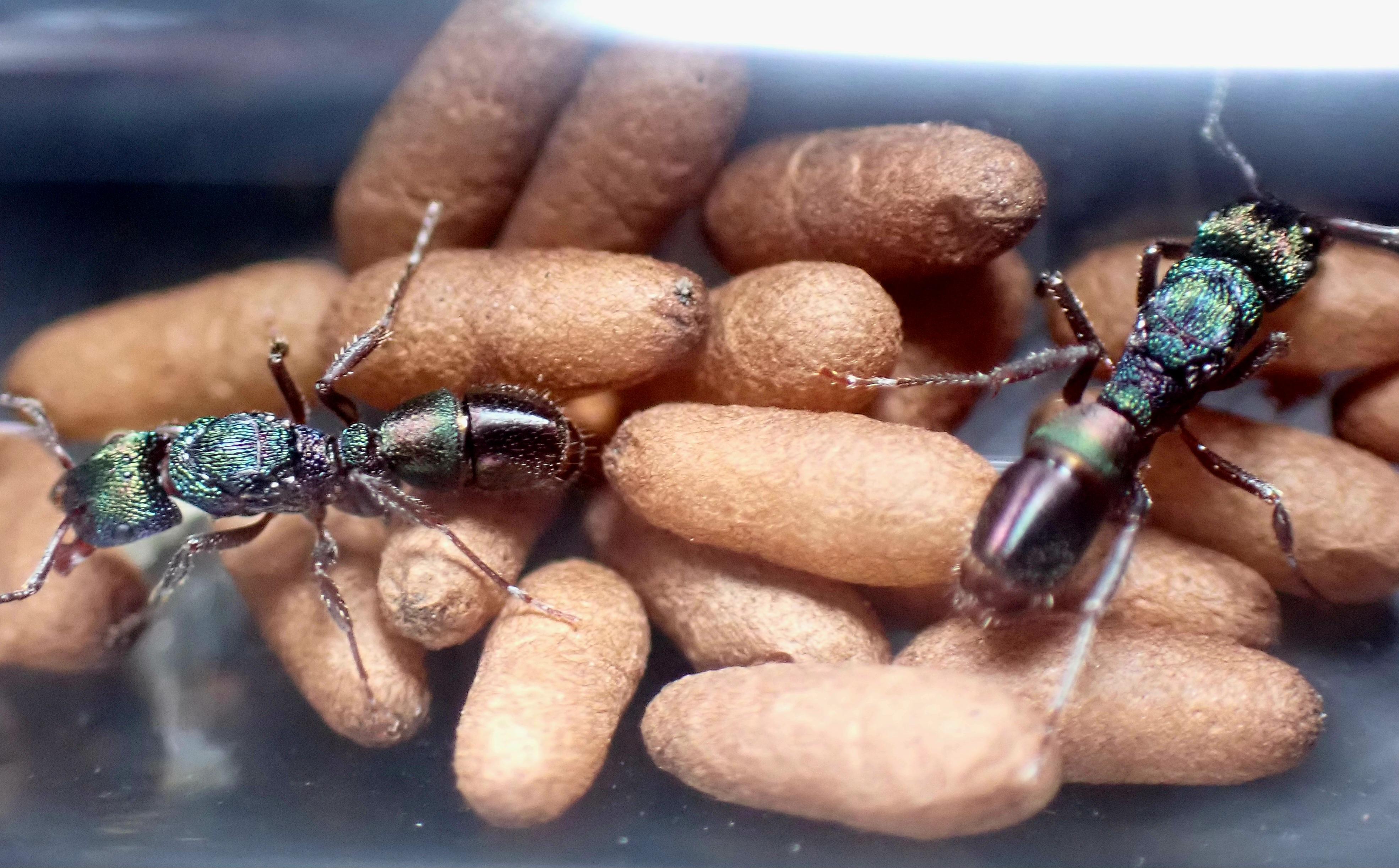 4 Queen R. metallica colony with 20 cocoons and eggs.