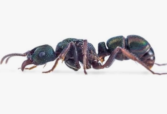 Green Headed Ant (Rhytidoponera metallica) Queen photo 1 of 1