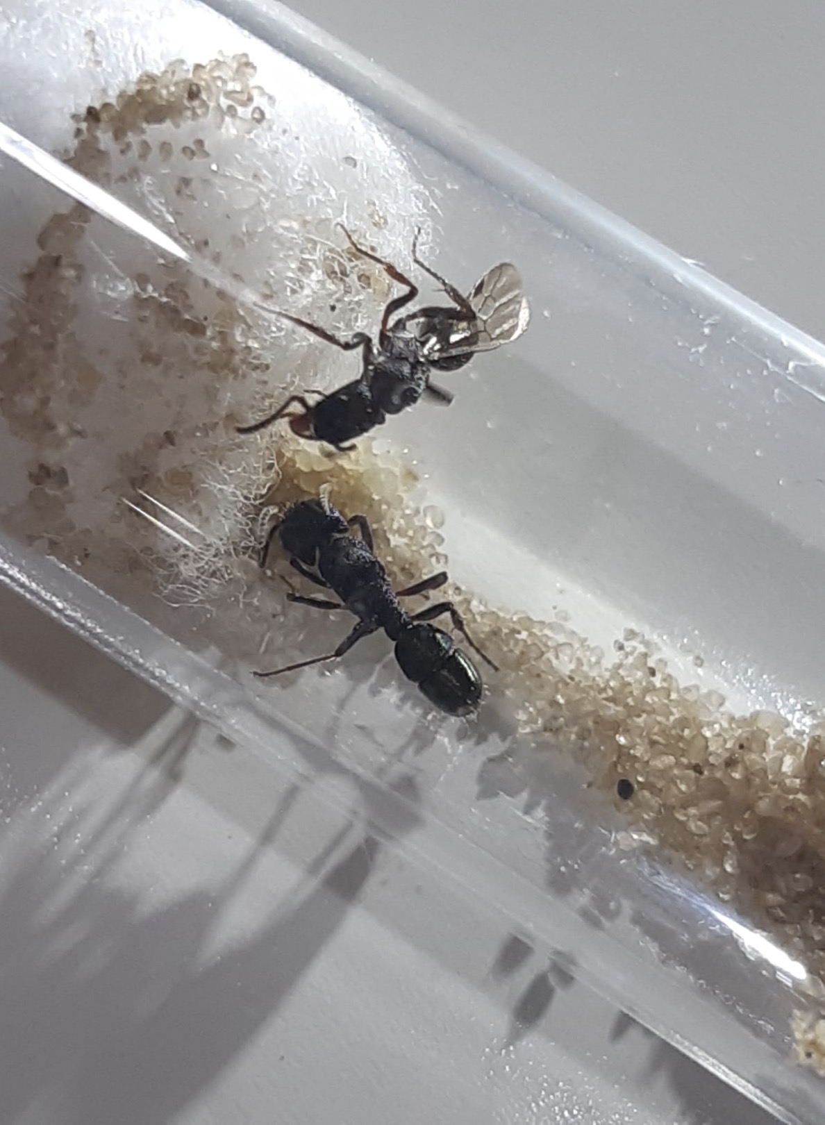 Multiple Species up for sale photo 1 of 1