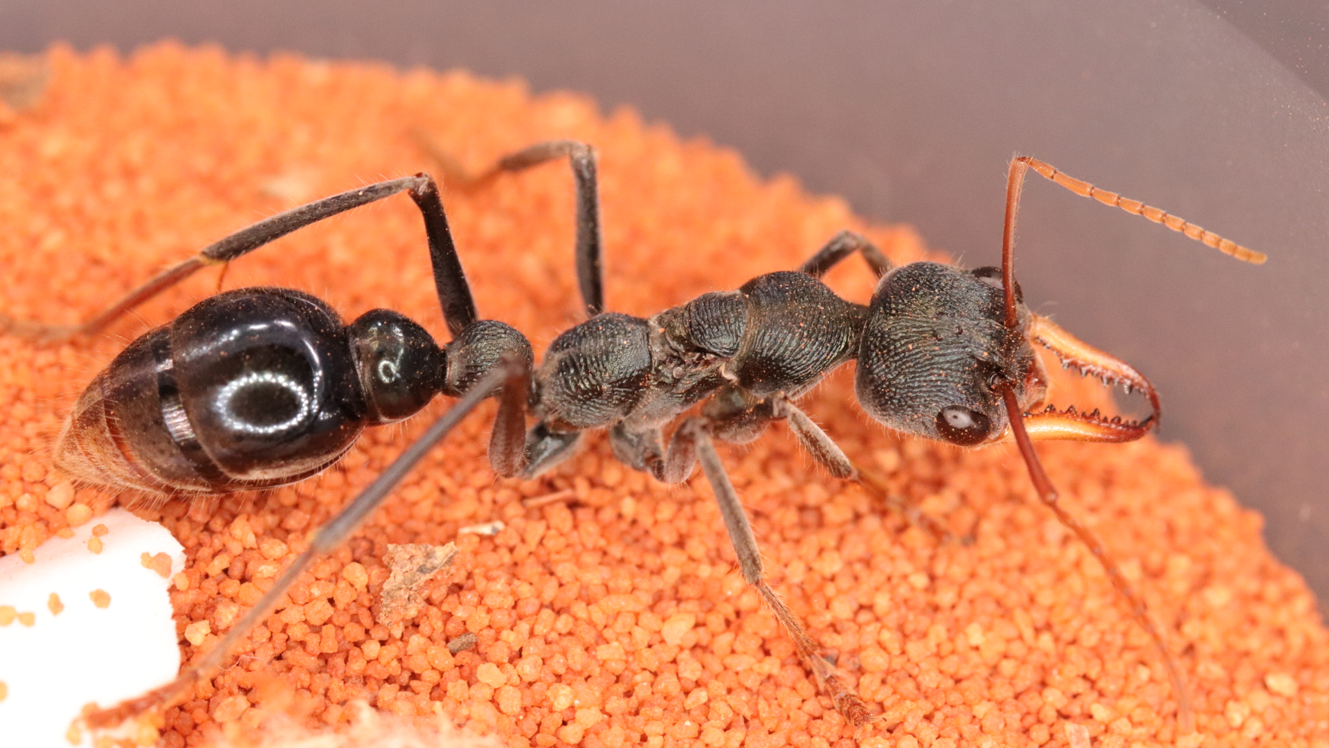 Myrmecia tarsata photo 1 of 1
