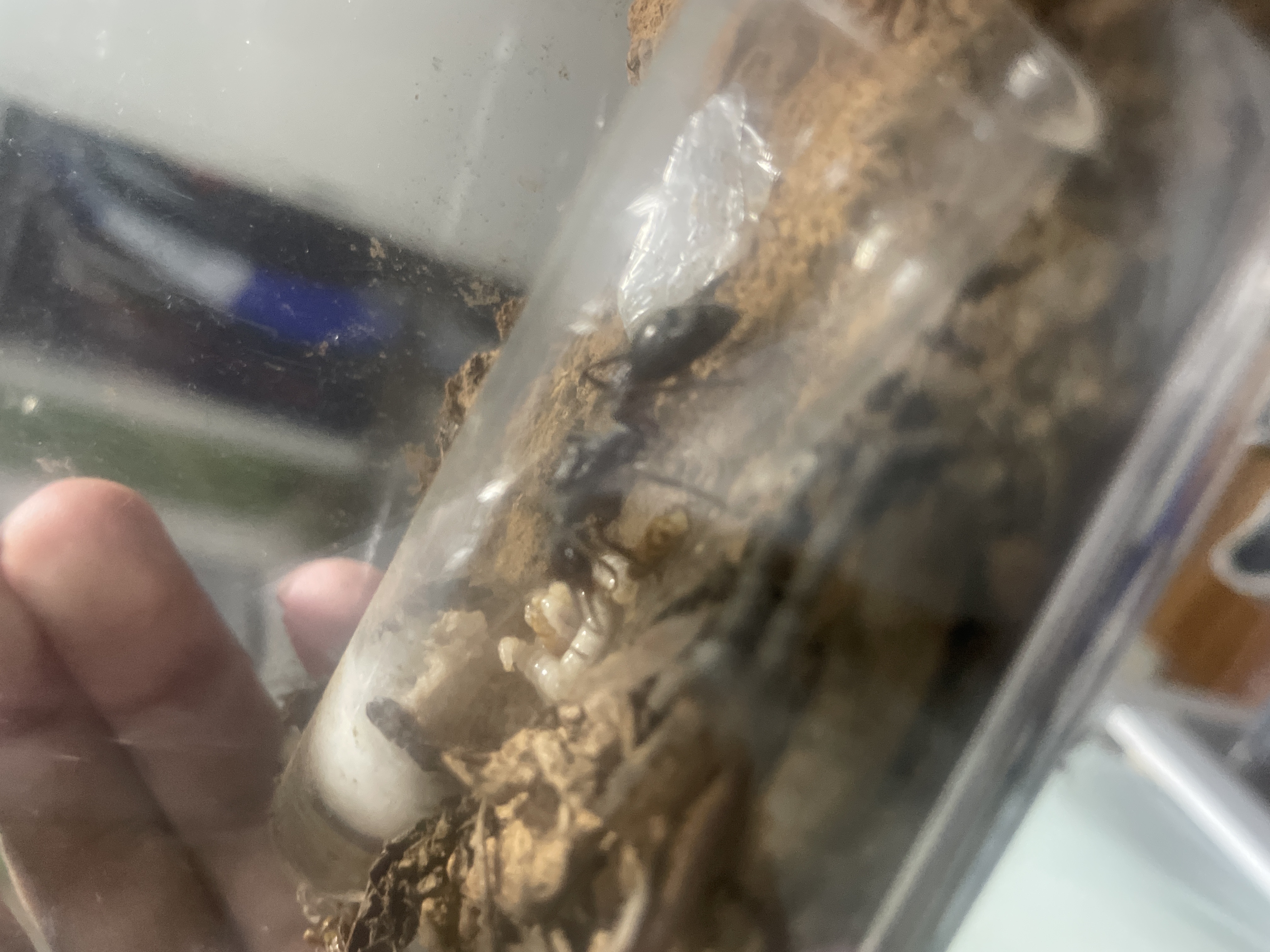 Myrmecia pyriformis WITH LARVAE photo 1 of 1
