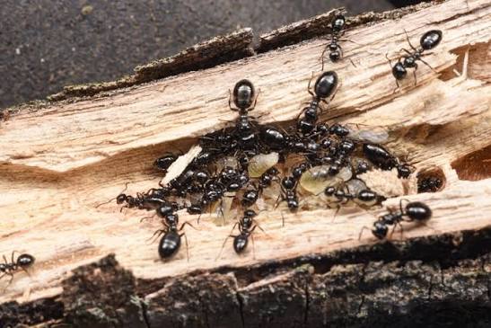 Colobopsis gasseri colony with 4 workers photo 1 of 1