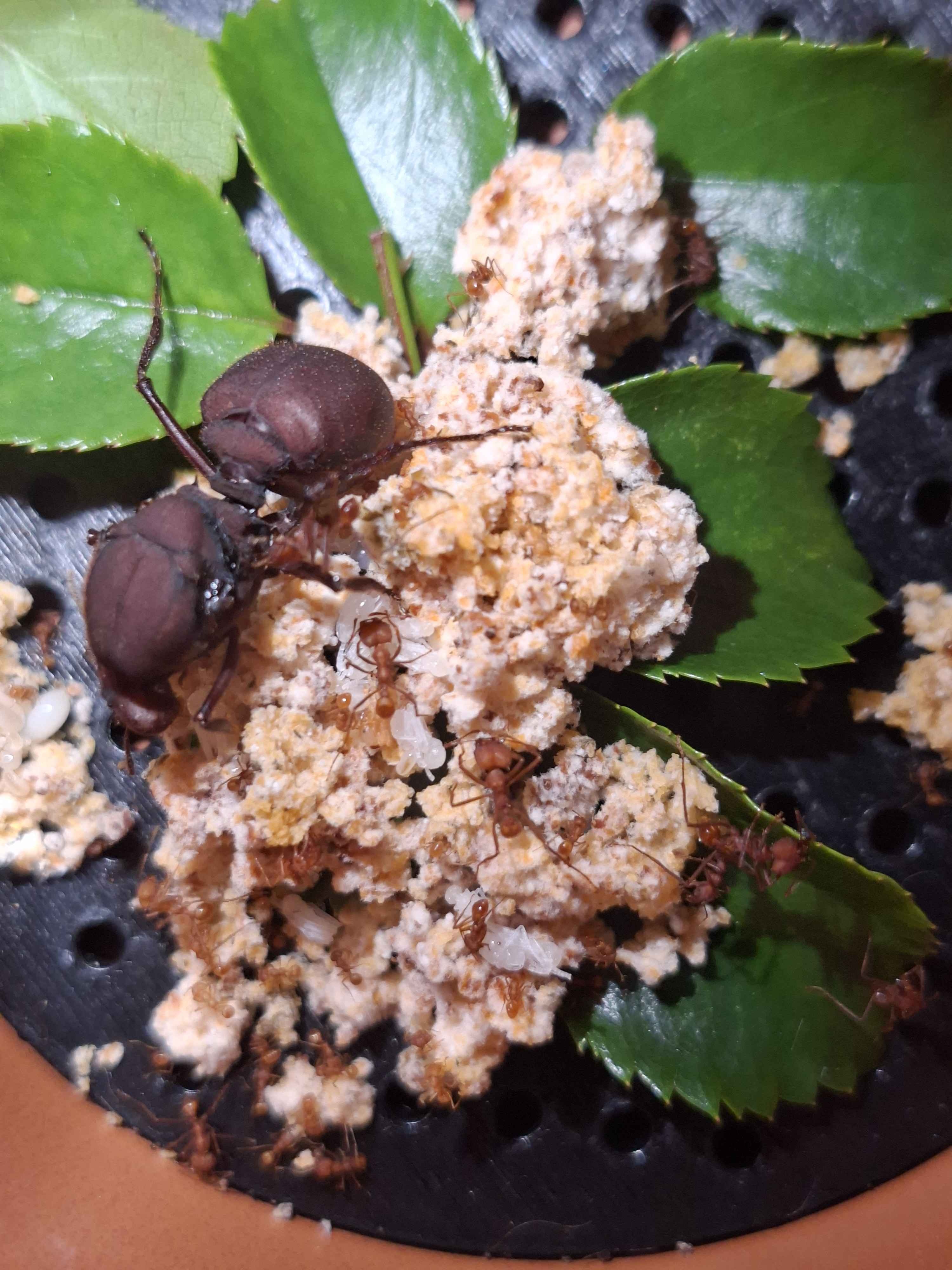 Leaf cutter (Atta Sexdens) small colony photo 1 of 1