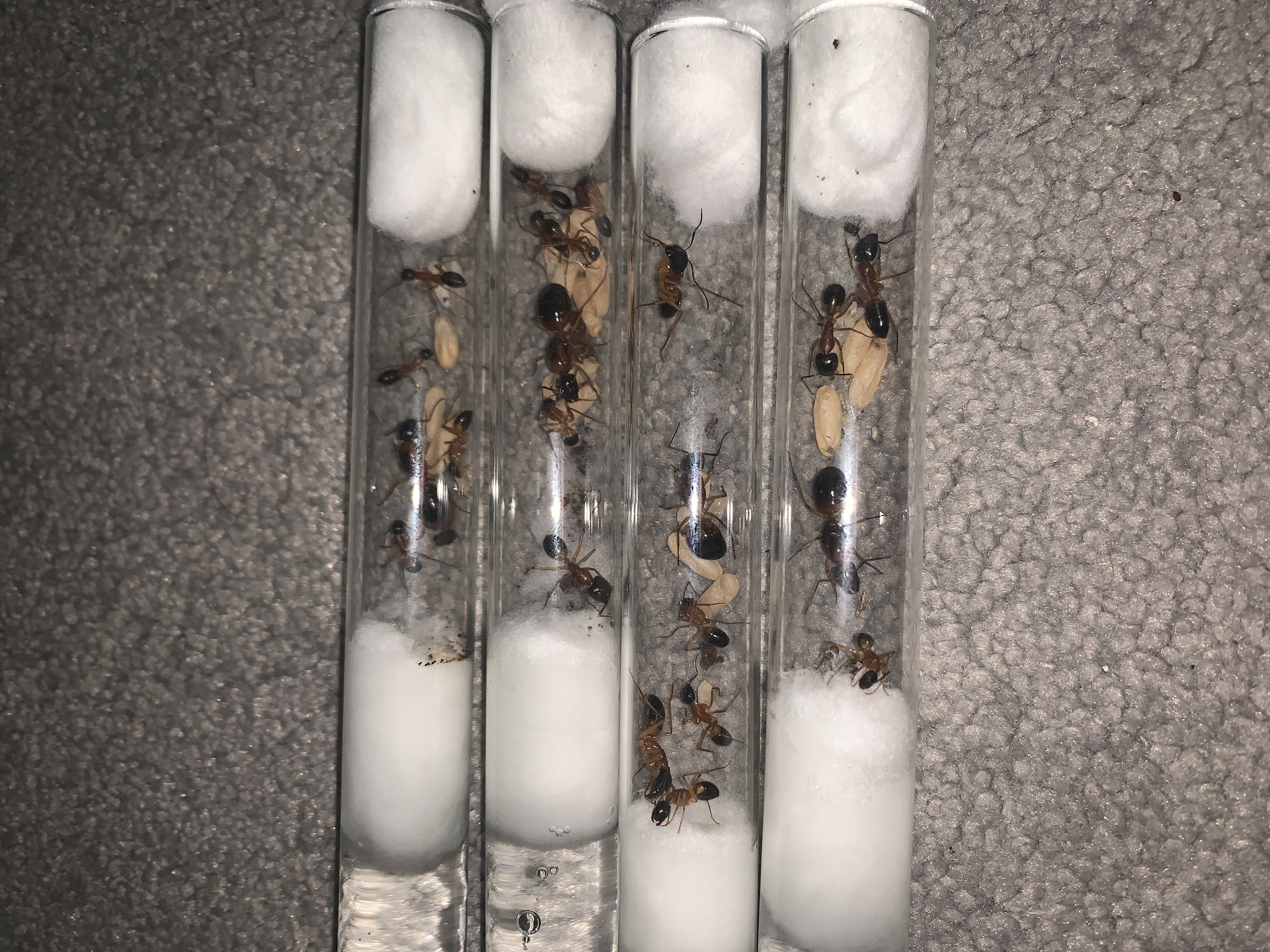 Selling 4 Camponotus Consobrinus colonies (banded suagr ant) photo 1 of 1