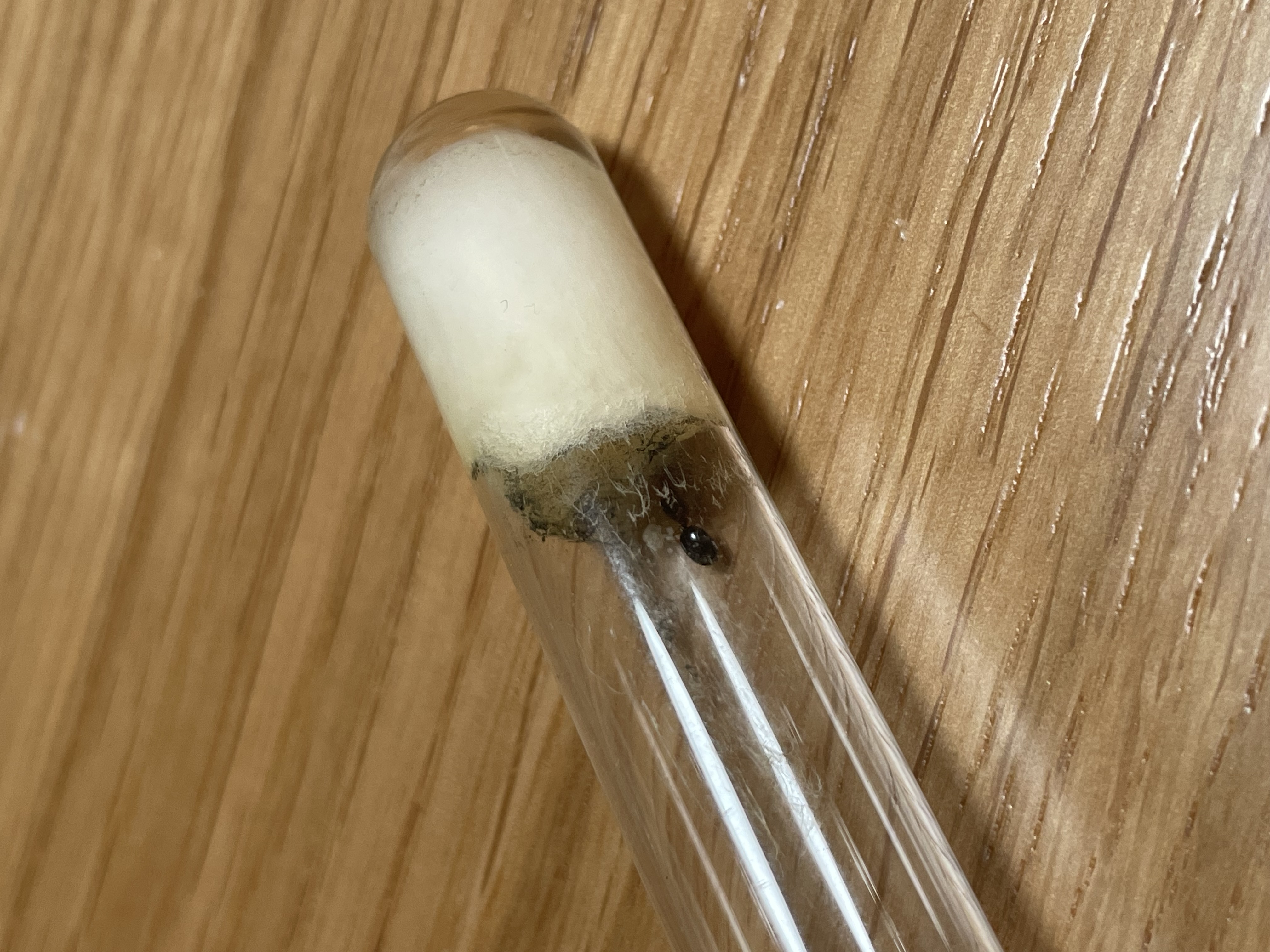 Big headed ant queen with brood photo 1 of 1