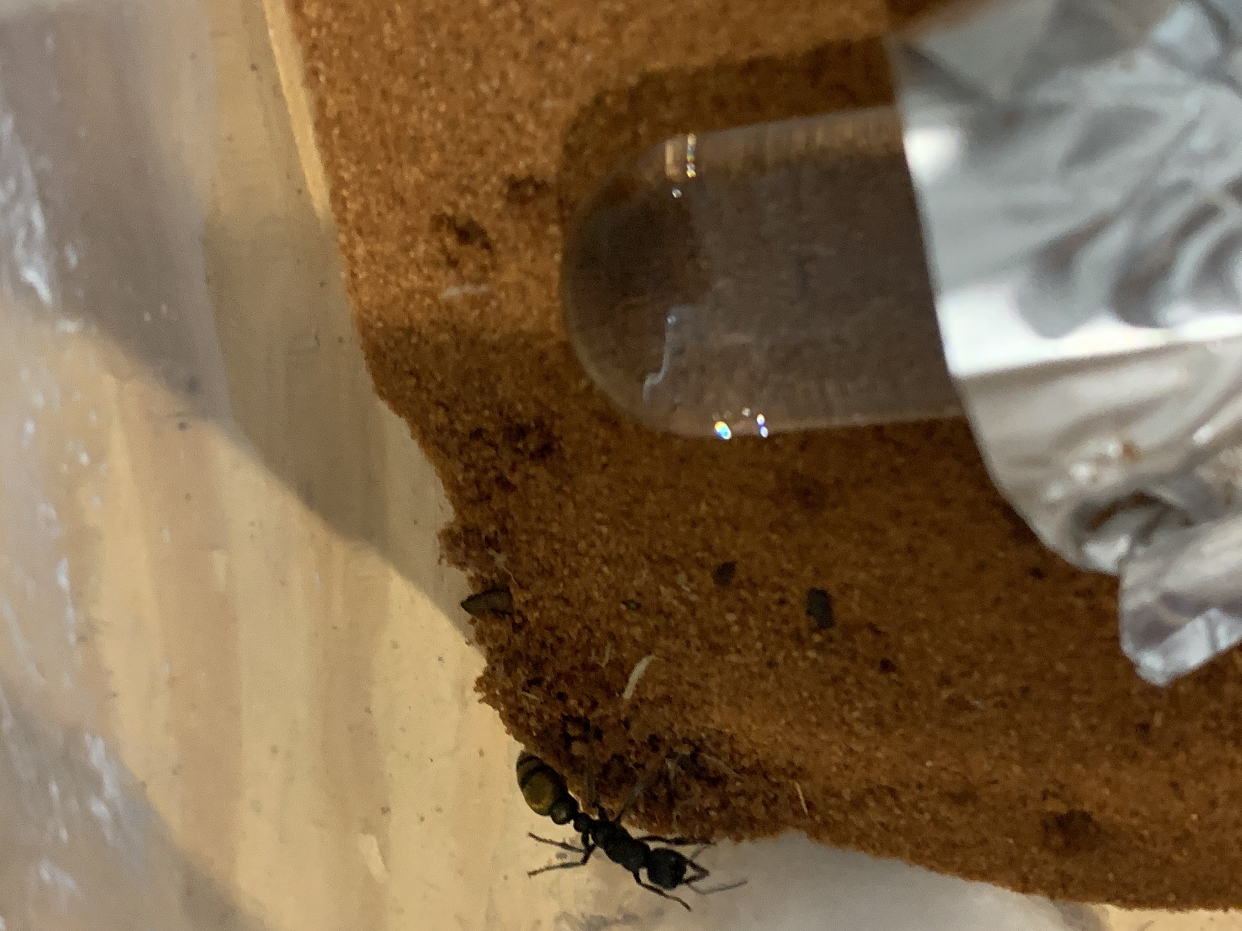 Selling Myrmecia Queenslandica Freshly caught
