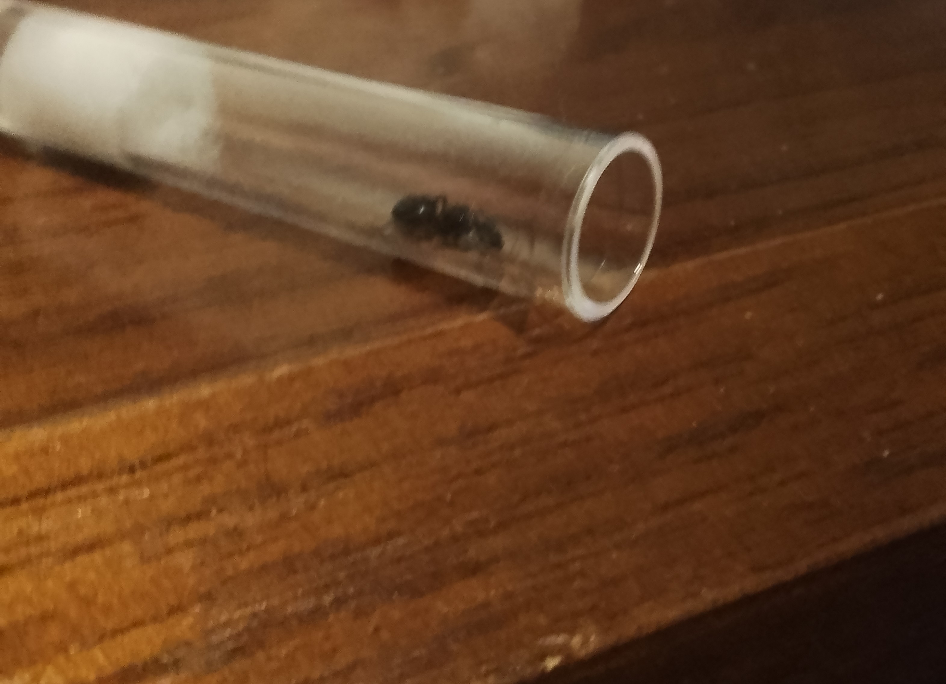 polyrhachis.sp. $20 photo 1 of 3