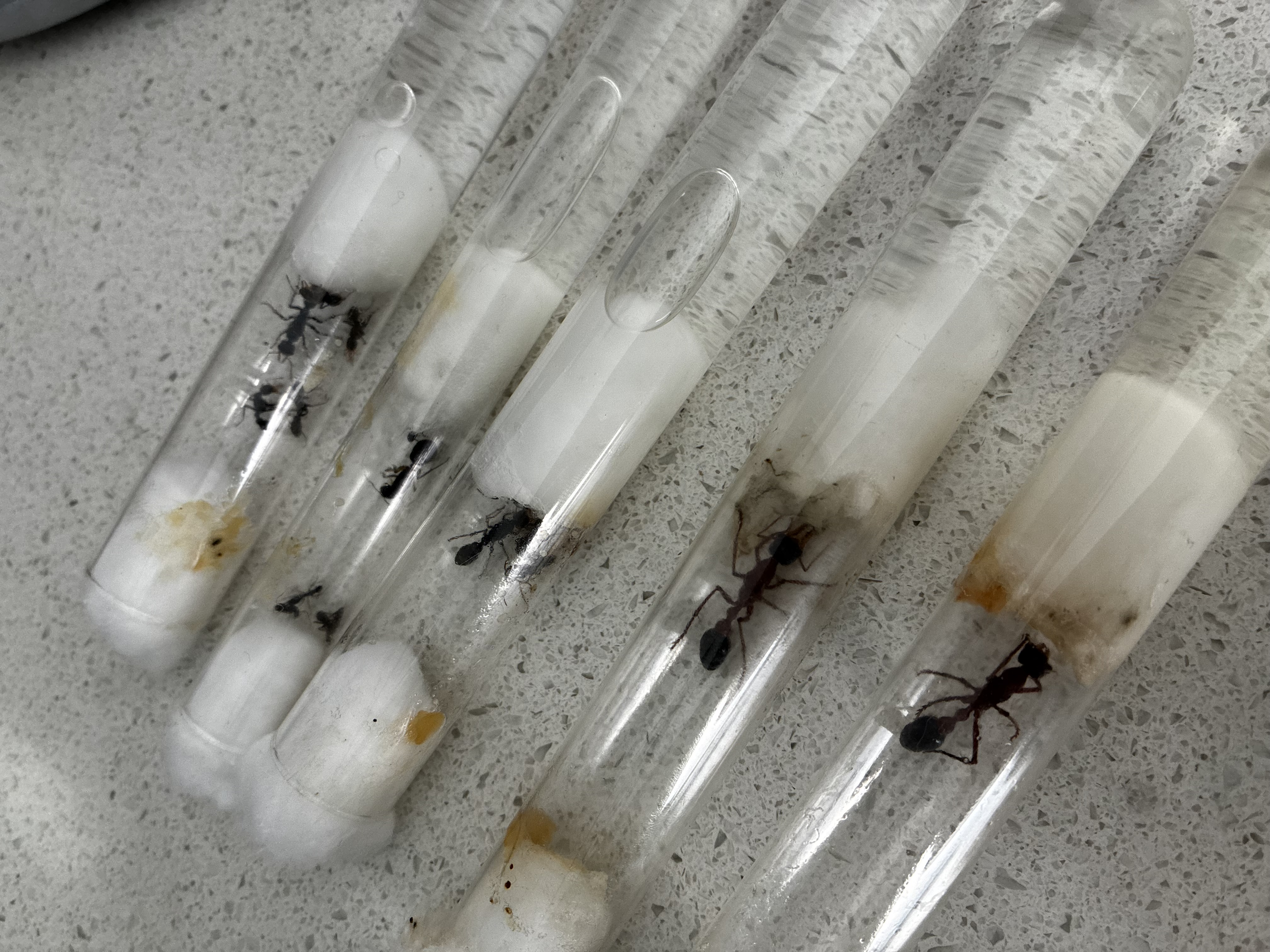 Huge Myrmecia sale photo 1 of 1