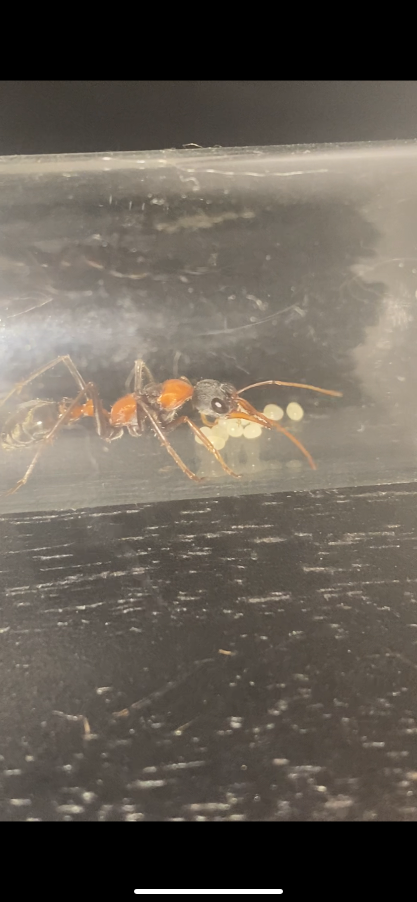BULK nigrocinctas photo 1 of 2