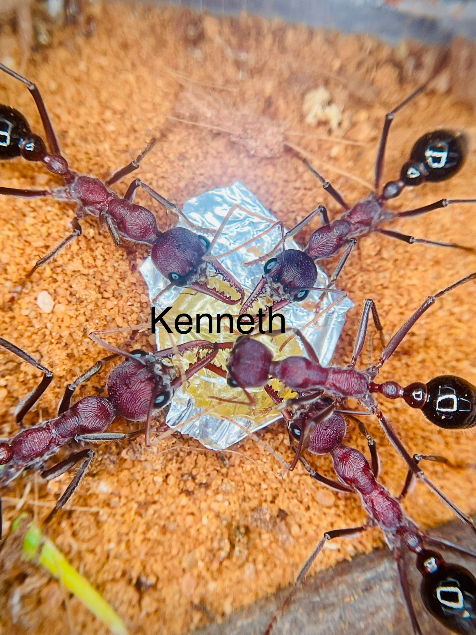 Myrmecia simillima red morph colony